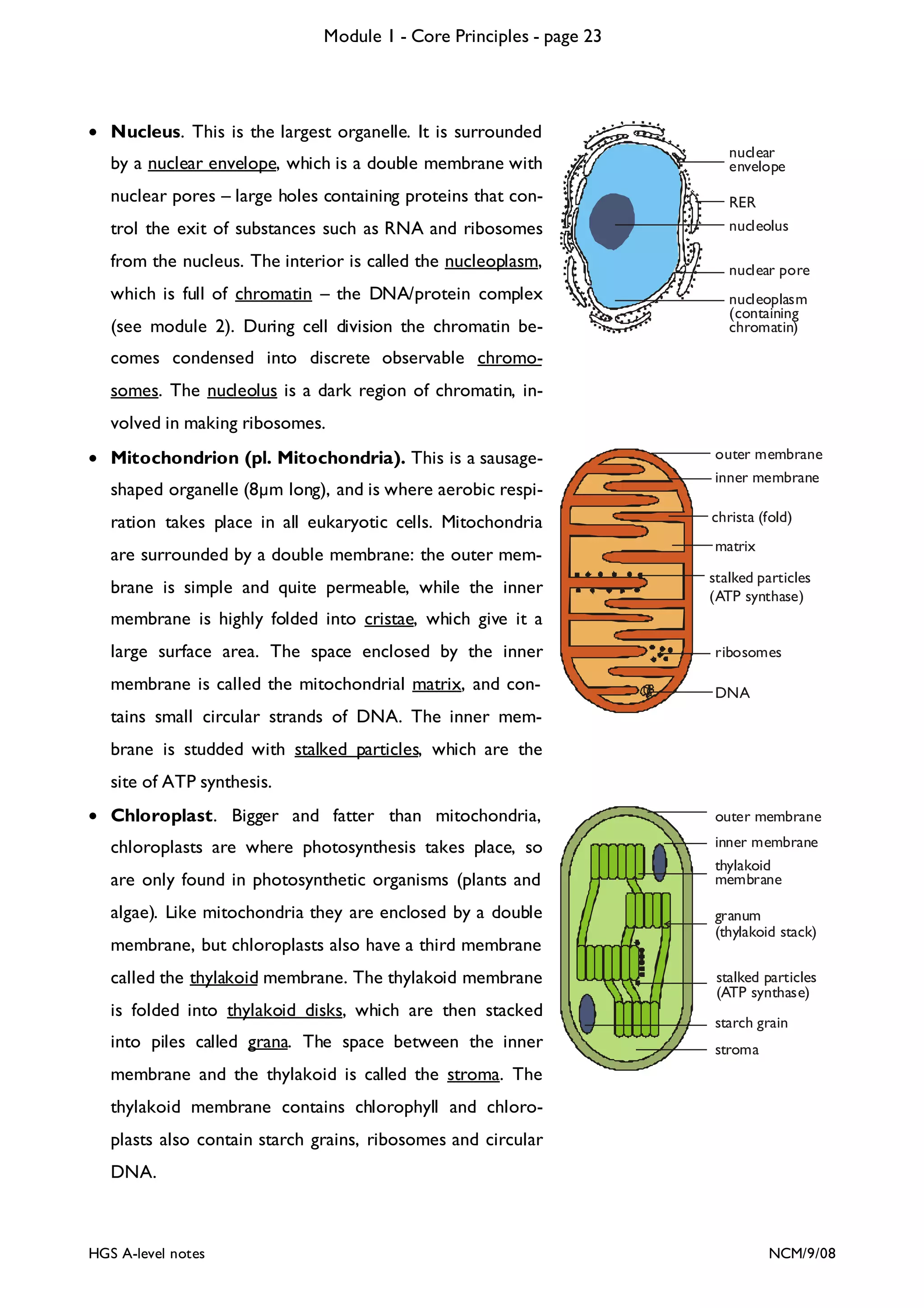 Module 1 - Core Principles - page 23

• Nucleus. This is the largest organelle. It is surrounded
by a nuclear envelope, which is a double membrane with
nuclear pores – large holes containing proteins that con-

nuclear
envelope

trol the exit of substances such as RNA and ribosomes

RER
nucleolus

from the nucleus. The interior is called the nucleoplasm,

nuclear pore

which is full of chromatin – the DNA/protein complex
(see module 2). During cell division the chromatin be-

nucleoplasm
(containing
chromatin)

comes condensed into discrete observable chromosomes. The nucleolus is a dark region of chromatin, involved in making ribosomes.
• Mitochondrion (pl. Mitochondria). This is a sausageshaped organelle (8 m long), and is where aerobic respi-

outer membrane
inner membrane

ration takes place in all eukaryotic cells. Mitochondria

christa (fold)

are surrounded by a double membrane: the outer mem-

matrix

brane is simple and quite permeable, while the inner

stalked particles
(ATP synthase)

membrane is highly folded into cristae, which give it a
large surface area. The space enclosed by the inner

ribosomes

membrane is called the mitochondrial matrix, and con-

DNA

tains small circular strands of DNA. The inner membrane is studded with stalked particles, which are the
site of ATP synthesis.
• Chloroplast. Bigger and fatter than mitochondria,

outer membrane

chloroplasts are where photosynthesis takes place, so

inner membrane
thylakoid
membrane

are only found in photosynthetic organisms (plants and
algae). Like mitochondria they are enclosed by a double
membrane, but chloroplasts also have a third membrane
called the thylakoid membrane. The thylakoid membrane
is folded into thylakoid disks, which are then stacked
into piles called grana. The space between the inner

granum
(thylakoid stack)
stalked particles
(ATP synthase)
starch grain
stroma

membrane and the thylakoid is called the stroma. The
thylakoid membrane contains chlorophyll and chloroplasts also contain starch grains, ribosomes and circular
DNA.

HGS A-level notes

NCM/9/08

 
