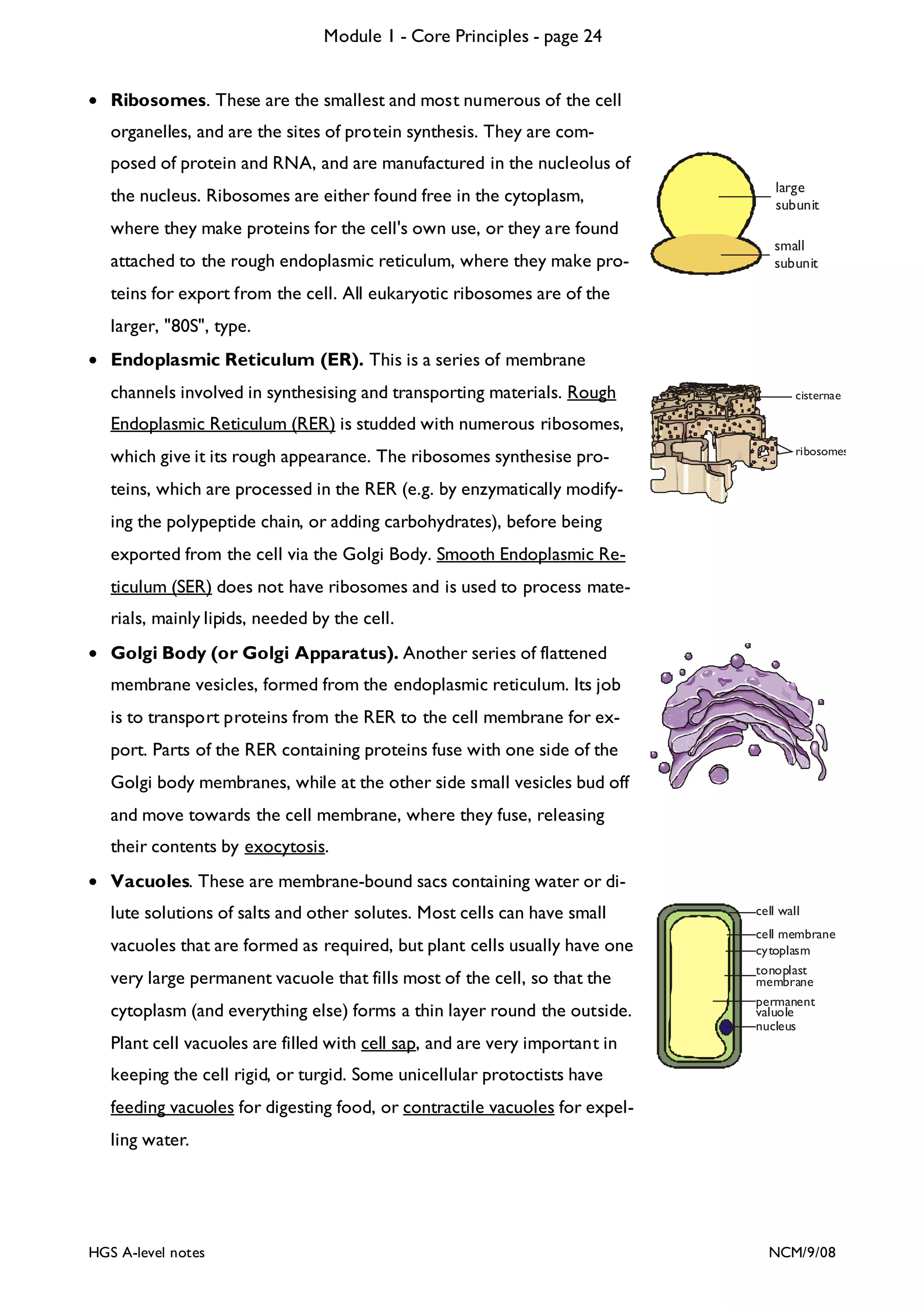 Module 1 - Core Principles - page 24
• Ribosomes. These are the smallest and most numerous of the cell
organelles, and are the sites of protein synthesis. They are composed of protein and RNA, and are manufactured in the nucleolus of
the nucleus. Ribosomes are either found free in the cytoplasm,

large
subunit

where they make proteins for the cell's own use, or they are found
attached to the rough endoplasmic reticulum, where they make pro-

small
subunit

teins for export from the cell. All eukaryotic ribosomes are of the
larger, "80S", type.
• Endoplasmic Reticulum (ER). This is a series of membrane
channels involved in synthesising and transporting materials. Rough

cisternae

Endoplasmic Reticulum (RER) is studded with numerous ribosomes,
which give it its rough appearance. The ribosomes synthesise pro-

ribosomes

teins, which are processed in the RER (e.g. by enzymatically modifying the polypeptide chain, or adding carbohydrates), before being
exported from the cell via the Golgi Body. Smooth Endoplasmic Reticulum (SER) does not have ribosomes and is used to process materials, mainly lipids, needed by the cell.
• Golgi Body (or Golgi Apparatus). Another series of flattened
membrane vesicles, formed from the endoplasmic reticulum. Its job
is to transport proteins from the RER to the cell membrane for export. Parts of the RER containing proteins fuse with one side of the
Golgi body membranes, while at the other side small vesicles bud off
and move towards the cell membrane, where they fuse, releasing
their contents by exocytosis.
• Vacuoles. These are membrane-bound sacs containing water or dilute solutions of salts and other solutes. Most cells can have small
vacuoles that are formed as required, but plant cells usually have one
very large permanent vacuole that fills most of the cell, so that the
cytoplasm (and everything else) forms a thin layer round the outside.

cell wall
cell membrane
cytoplasm
tonoplast
membrane
permanent
valuole
nucleus

Plant cell vacuoles are filled with cell sap, and are very important in
keeping the cell rigid, or turgid. Some unicellular protoctists have
feeding vacuoles for digesting food, or contractile vacuoles for expelling water.

HGS A-level notes

NCM/9/08

 