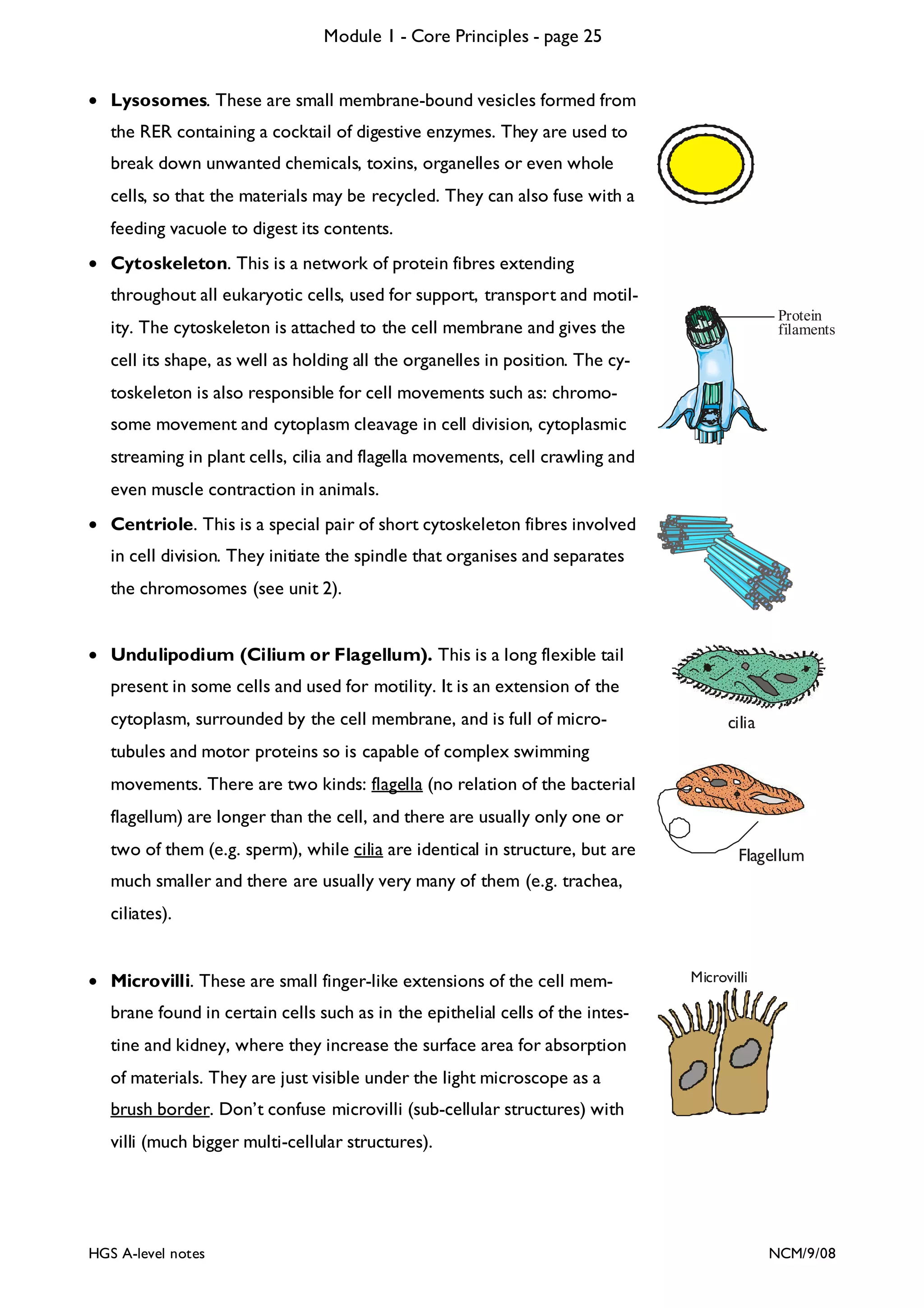 Module 1 - Core Principles - page 25
• Lysosomes. These are small membrane-bound vesicles formed from
the RER containing a cocktail of digestive enzymes. They are used to
break down unwanted chemicals, toxins, organelles or even whole
cells, so that the materials may be recycled. They can also fuse with a
feeding vacuole to digest its contents.
• Cytoskeleton. This is a network of protein fibres extending
throughout all eukaryotic cells, used for support, transport and motilProtein
filaments

ity. The cytoskeleton is attached to the cell membrane and gives the
cell its shape, as well as holding all the organelles in position. The cytoskeleton is also responsible for cell movements such as: chromosome movement and cytoplasm cleavage in cell division, cytoplasmic
streaming in plant cells, cilia and flagella movements, cell crawling and
even muscle contraction in animals.
• Centriole. This is a special pair of short cytoskeleton fibres involved
in cell division. They initiate the spindle that organises and separates
the chromosomes (see unit 2).
• Undulipodium (Cilium or Flagellum). This is a long flexible tail
present in some cells and used for motility. It is an extension of the
cytoplasm, surrounded by the cell membrane, and is full of micro-

cilia

tubules and motor proteins so is capable of complex swimming
movements. There are two kinds: flagella (no relation of the bacterial
flagellum) are longer than the cell, and there are usually only one or
two of them (e.g. sperm), while cilia are identical in structure, but are

Flagellum

much smaller and there are usually very many of them (e.g. trachea,
ciliates).
• Microvilli. These are small finger-like extensions of the cell mem-

Microvilli

brane found in certain cells such as in the epithelial cells of the intestine and kidney, where they increase the surface area for absorption
of materials. They are just visible under the light microscope as a
brush border. Don’t confuse microvilli (sub-cellular structures) with
villi (much bigger multi-cellular structures).

HGS A-level notes

NCM/9/08

 