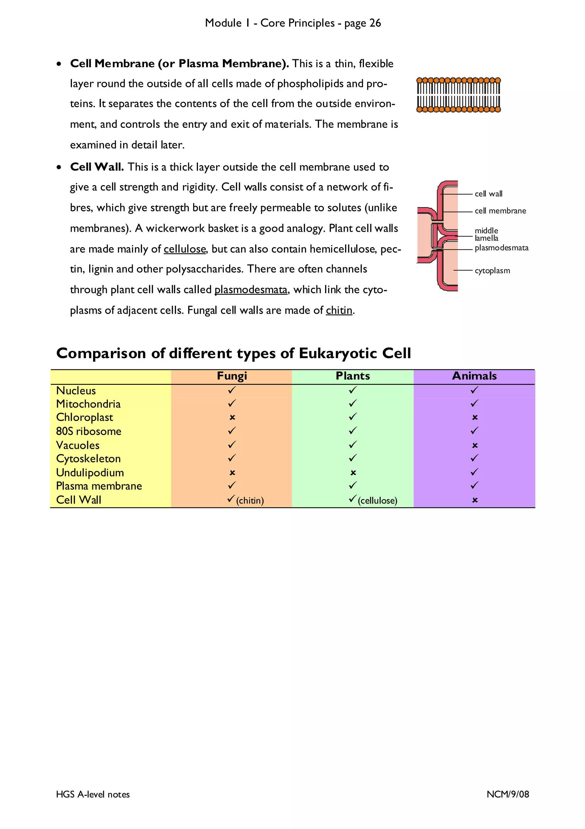 Module 1 - Core Principles - page 26
• Cell Membrane (or Plasma Membrane). This is a thin, flexible
layer round the outside of all cells made of phospholipids and proteins. It separates the contents of the cell from the outside environment, and controls the entry and exit of materials. The membrane is
examined in detail later.
• Cell Wall. This is a thick layer outside the cell membrane used to
give a cell strength and rigidity. Cell walls consist of a network of fibres, which give strength but are freely permeable to solutes (unlike
membranes). A wickerwork basket is a good analogy. Plant cell walls

cell wall
cell membrane

are made mainly of cellulose, but can also contain hemicellulose, pec-

middle
lamella
plasmodesmata

tin, lignin and other polysaccharides. There are often channels

cytoplasm

through plant cell walls called plasmodesmata, which link the cytoplasms of adjacent cells. Fungal cell walls are made of chitin.

Comparison of different types of Eukaryotic Cell
Fungi
Nucleus
Mitochondria
Chloroplast
80S ribosome
Vacuoles
Cytoskeleton
Undulipodium
Plasma membrane
Cell Wall

HGS A-level notes

(chitin)

Plants

Animals

(cellulose)

NCM/9/08

 