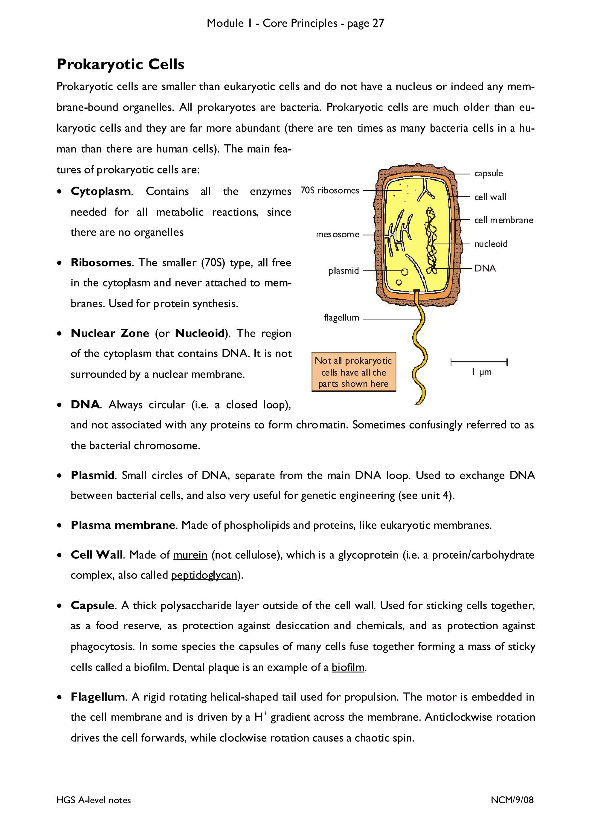 Module 1 - Core Principles - page 27

Prokaryotic Cells
Prokaryotic cells are smaller than eukaryotic cells and do not have a nucleus or indeed any membrane-bound organelles. All prokaryotes are bacteria. Prokaryotic cells are much older than eukaryotic cells and they are far more abundant (there are ten times as many bacteria cells in a human than there are human cells). The main features of prokaryotic cells are:
• Cytoplasm.

Contains all

capsule

the enzymes 70S ribosomes

needed for all metabolic reactions, since
there are no organelles
• Ribosomes. The smaller (70S) type, all free

cell wall
cell membrane

mesosome

plasmid

nucleoid
DNA

in the cytoplasm and never attached to membranes. Used for protein synthesis.
flagellum

• Nuclear Zone (or Nucleoid). The region
of the cytoplasm that contains DNA. It is not
surrounded by a nuclear membrane.

Not all prokaryotic
cells have all the
parts shown here

1 m

• DNA. Always circular (i.e. a closed loop),
and not associated with any proteins to form chromatin. Sometimes confusingly referred to as
the bacterial chromosome.
• Plasmid. Small circles of DNA, separate from the main DNA loop. Used to exchange DNA
between bacterial cells, and also very useful for genetic engineering (see unit 4).
• Plasma membrane. Made of phospholipids and proteins, like eukaryotic membranes.
• Cell Wall. Made of murein (not cellulose), which is a glycoprotein (i.e. a protein/carbohydrate
complex, also called peptidoglycan).
• Capsule. A thick polysaccharide layer outside of the cell wall. Used for sticking cells together,
as a food reserve, as protection against desiccation and chemicals, and as protection against
phagocytosis. In some species the capsules of many cells fuse together forming a mass of sticky
cells called a biofilm. Dental plaque is an example of a biofilm.
• Flagellum. A rigid rotating helical-shaped tail used for propulsion. The motor is embedded in
the cell membrane and is driven by a H+ gradient across the membrane. Anticlockwise rotation
drives the cell forwards, while clockwise rotation causes a chaotic spin.

HGS A-level notes

NCM/9/08

 