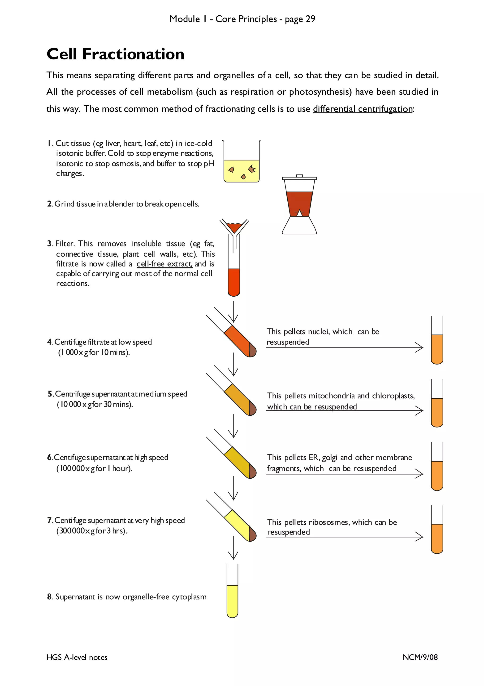 Module 1 - Core Principles - page 29

Cell Fractionation
This means separating different parts and organelles of a cell, so that they can be studied in detail.
All the processes of cell metabolism (such as respiration or photosynthesis) have been studied in
this way. The most common method of fractionating cells is to use differential centrifugation:

1. Cut tissue (eg liver, heart, leaf, etc) in ice-cold
isotonic buffer. Cold to stop enzyme reactions,
isotonic to stop osmosis, and buffer to stop pH
changes.

2. Grind tissue in a blender to break open cells.

3. Filter. This removes insoluble tissue (eg fat,
connective tissue, plant cell walls, etc). This
filtrate is now called a cell-free extract, and is
capable of carrying out most of the normal cell
reactions.

4. Centifuge filtrate at low speed
(1 000 x g for 10 mins).

This pellets nuclei, which can be
resuspended

5. Centrifuge supernatant at medium speed
(10 000 x g for 30 mins).

This pellets mitochondria and chloroplasts,
which can be resuspended

6.Centifuge supernatant at high speed
(100 000 x g for 1 hour).

This pellets ER, golgi and other membrane
fragments, which can be resuspended

7. Centifuge supernatant at very high speed
(300 000 x g for 3 hrs).

This pellets ribososmes, which can be
resuspended

8. Supernatant is now organelle-free cytoplasm

HGS A-level notes

NCM/9/08

 