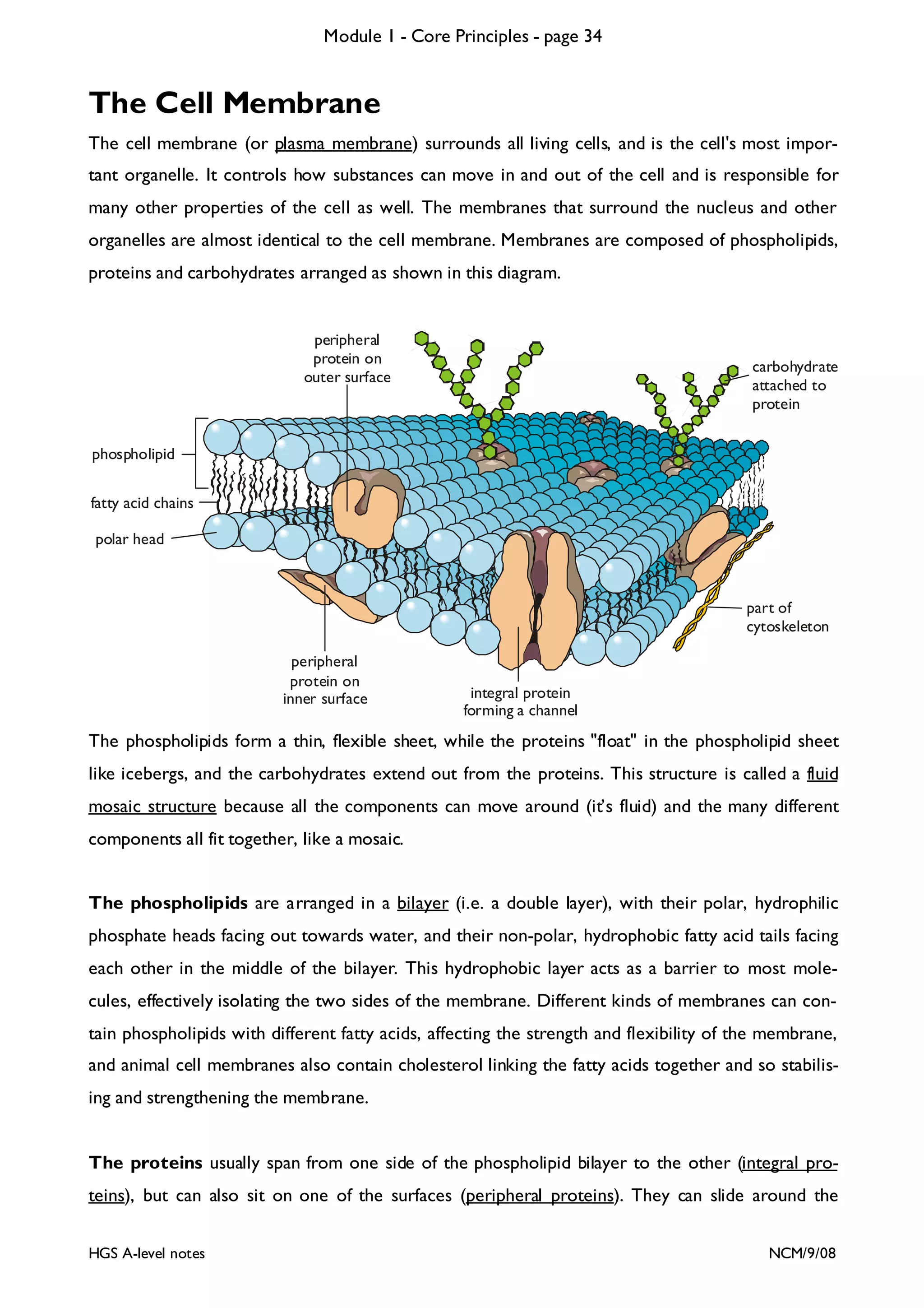 Module 1 - Core Principles - page 34

The Cell Membrane
The cell membrane (or plasma membrane) surrounds all living cells, and is the cell's most important organelle. It controls how substances can move in and out of the cell and is responsible for
many other properties of the cell as well. The membranes that surround the nucleus and other
organelles are almost identical to the cell membrane. Membranes are composed of phospholipids,
proteins and carbohydrates arranged as shown in this diagram.

peripheral
protein on
outer surface

carbohydrate
attached to
protein

phospholipid
fatty acid chains
polar head

part of
cytoskeleton
peripheral
protein on
inner surface

integral protein
forming a channel

The phospholipids form a thin, flexible sheet, while the proteins "float" in the phospholipid sheet
like icebergs, and the carbohydrates extend out from the proteins. This structure is called a fluid
mosaic structure because all the components can move around (it’s fluid) and the many different
components all fit together, like a mosaic.
The phospholipids are arranged in a bilayer (i.e. a double layer), with their polar, hydrophilic
phosphate heads facing out towards water, and their non-polar, hydrophobic fatty acid tails facing
each other in the middle of the bilayer. This hydrophobic layer acts as a barrier to most molecules, effectively isolating the two sides of the membrane. Different kinds of membranes can contain phospholipids with different fatty acids, affecting the strength and flexibility of the membrane,
and animal cell membranes also contain cholesterol linking the fatty acids together and so stabilising and strengthening the membrane.

The proteins usually span from one side of the phospholipid bilayer to the other (integral proteins), but can also sit on one of the surfaces (peripheral proteins). They can slide around the
HGS A-level notes

NCM/9/08

 