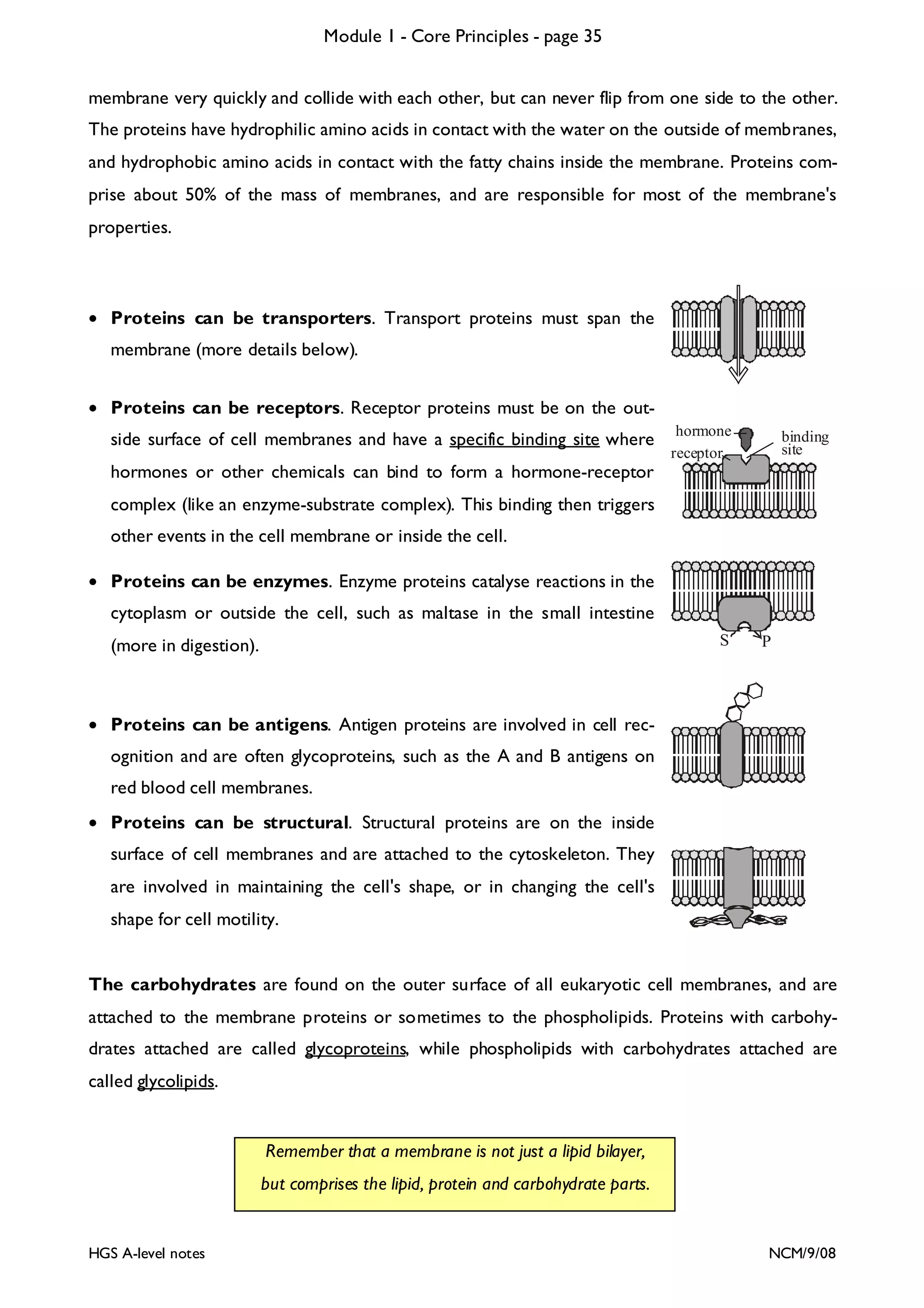 Module 1 - Core Principles - page 35
membrane very quickly and collide with each other, but can never flip from one side to the other.
The proteins have hydrophilic amino acids in contact with the water on the outside of membranes,
and hydrophobic amino acids in contact with the fatty chains inside the membrane. Proteins comprise about 50% of the mass of membranes, and are responsible for most of the membrane's
properties.

• Proteins can be transporters. Transport proteins must span the
membrane (more details below).
• Proteins can be receptors. Receptor proteins must be on the outside surface of cell membranes and have a specific binding site where

hormone
receptor

binding
site

hormones or other chemicals can bind to form a hormone-receptor
complex (like an enzyme-substrate complex). This binding then triggers
other events in the cell membrane or inside the cell.
• Proteins can be enzymes. Enzyme proteins catalyse reactions in the
cytoplasm or outside the cell, such as maltase in the small intestine
S

(more in digestion).

P

• Proteins can be antigens. Antigen proteins are involved in cell recognition and are often glycoproteins, such as the A and B antigens on
red blood cell membranes.
• Proteins can be structural. Structural proteins are on the inside
surface of cell membranes and are attached to the cytoskeleton. They
are involved in maintaining the cell's shape, or in changing the cell's
shape for cell motility.

The carbohydrates are found on the outer surface of all eukaryotic cell membranes, and are
attached to the membrane proteins or sometimes to the phospholipids. Proteins with carbohydrates attached are called glycoproteins, while phospholipids with carbohydrates attached are
called glycolipids.

Remember that a membrane is not just a lipid bilayer,
but comprises the lipid, protein and carbohydrate parts.

HGS A-level notes

NCM/9/08

 