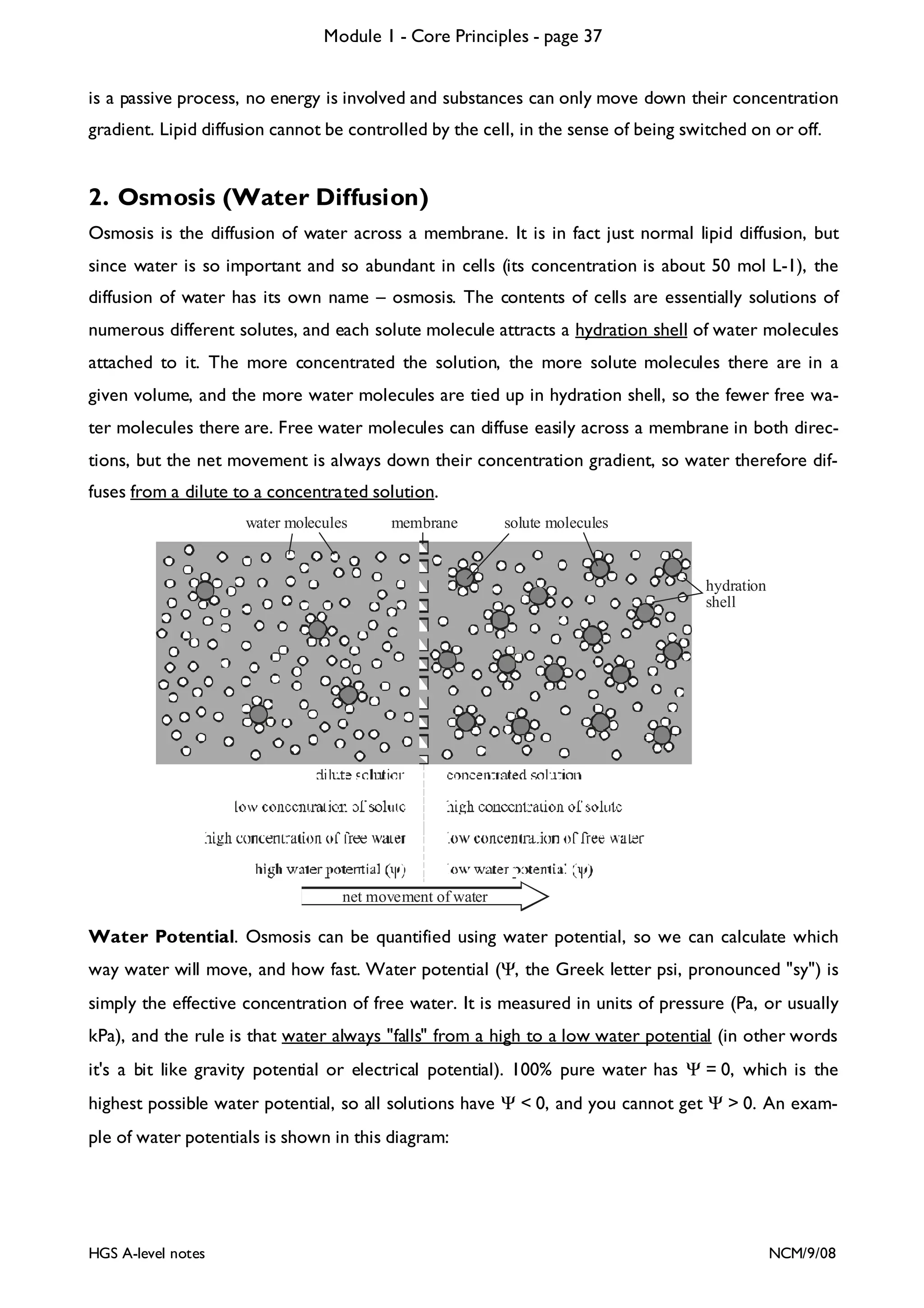 Module 1 - Core Principles - page 37
is a passive process, no energy is involved and substances can only move down their concentration
gradient. Lipid diffusion cannot be controlled by the cell, in the sense of being switched on or off.

2. Osmosis (Water Diffusion)
Osmosis is the diffusion of water across a membrane. It is in fact just normal lipid diffusion, but
since water is so important and so abundant in cells (its concentration is about 50 mol L-1), the
diffusion of water has its own name – osmosis. The contents of cells are essentially solutions of
numerous different solutes, and each solute molecule attracts a hydration shell of water molecules
attached to it. The more concentrated the solution, the more solute molecules there are in a
given volume, and the more water molecules are tied up in hydration shell, so the fewer free water molecules there are. Free water molecules can diffuse easily across a membrane in both directions, but the net movement is always down their concentration gradient, so water therefore diffuses from a dilute to a concentrated solution.
water molecules

membrane

solute molecules

hydration
shell

net movement of water

Water Potential. Osmosis can be quantified using water potential, so we can calculate which
way water will move, and how fast. Water potential (Ψ, the Greek letter psi, pronounced "sy") is
simply the effective concentration of free water. It is measured in units of pressure (Pa, or usually
kPa), and the rule is that water always "falls" from a high to a low water potential (in other words
it's a bit like gravity potential or electrical potential). 100% pure water has Ψ = 0, which is the
highest possible water potential, so all solutions have Ψ < 0, and you cannot get Ψ > 0. An example of water potentials is shown in this diagram:

HGS A-level notes

NCM/9/08

 
