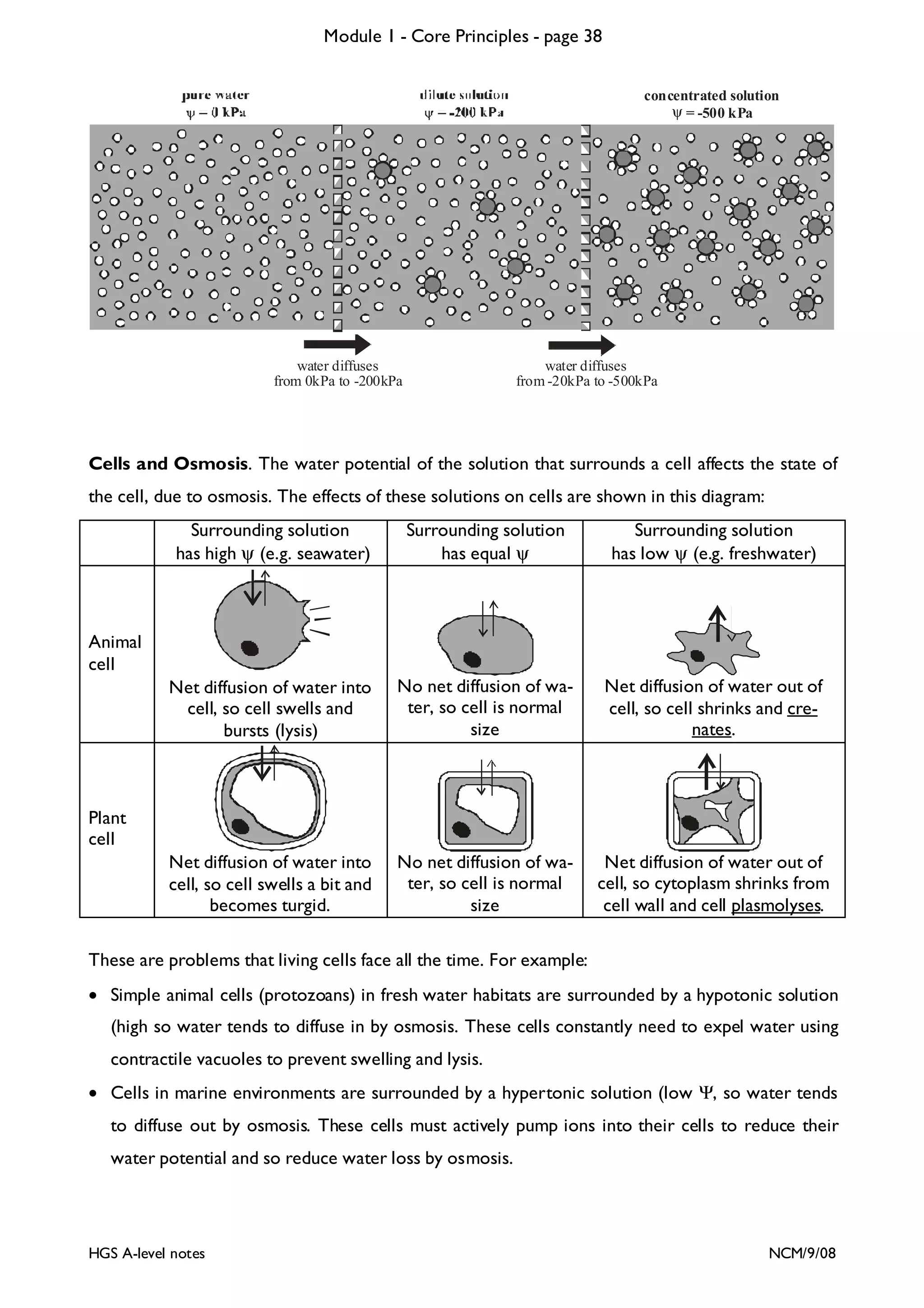 Module 1 - Core Principles - page 38
concentrated solution
ψ = -500 kPa

water diffuses
from 0kPa to -200kPa

water diffuses
from -20kPa to -500kPa

Cells and Osmosis. The water potential of the solution that surrounds a cell affects the state of
the cell, due to osmosis. The effects of these solutions on cells are shown in this diagram:
Surrounding solution
has high ψ (e.g. seawater)

Surrounding solution
has equal ψ

Surrounding solution
has low ψ (e.g. freshwater)

Net diffusion of water into
cell, so cell swells and
bursts (lysis)

No net diffusion of water, so cell is normal
size

Net diffusion of water out of
cell, so cell shrinks and crenates.

Net diffusion of water into
cell, so cell swells a bit and
becomes turgid.

No net diffusion of water, so cell is normal
size

Net diffusion of water out of
cell, so cytoplasm shrinks from
cell wall and cell plasmolyses.

Animal
cell

Plant
cell

These are problems that living cells face all the time. For example:
• Simple animal cells (protozoans) in fresh water habitats are surrounded by a hypotonic solution
(high so water tends to diffuse in by osmosis. These cells constantly need to expel water using
contractile vacuoles to prevent swelling and lysis.
• Cells in marine environments are surrounded by a hypertonic solution (low Ψ, so water tends
to diffuse out by osmosis. These cells must actively pump ions into their cells to reduce their
water potential and so reduce water loss by osmosis.

HGS A-level notes

NCM/9/08

 