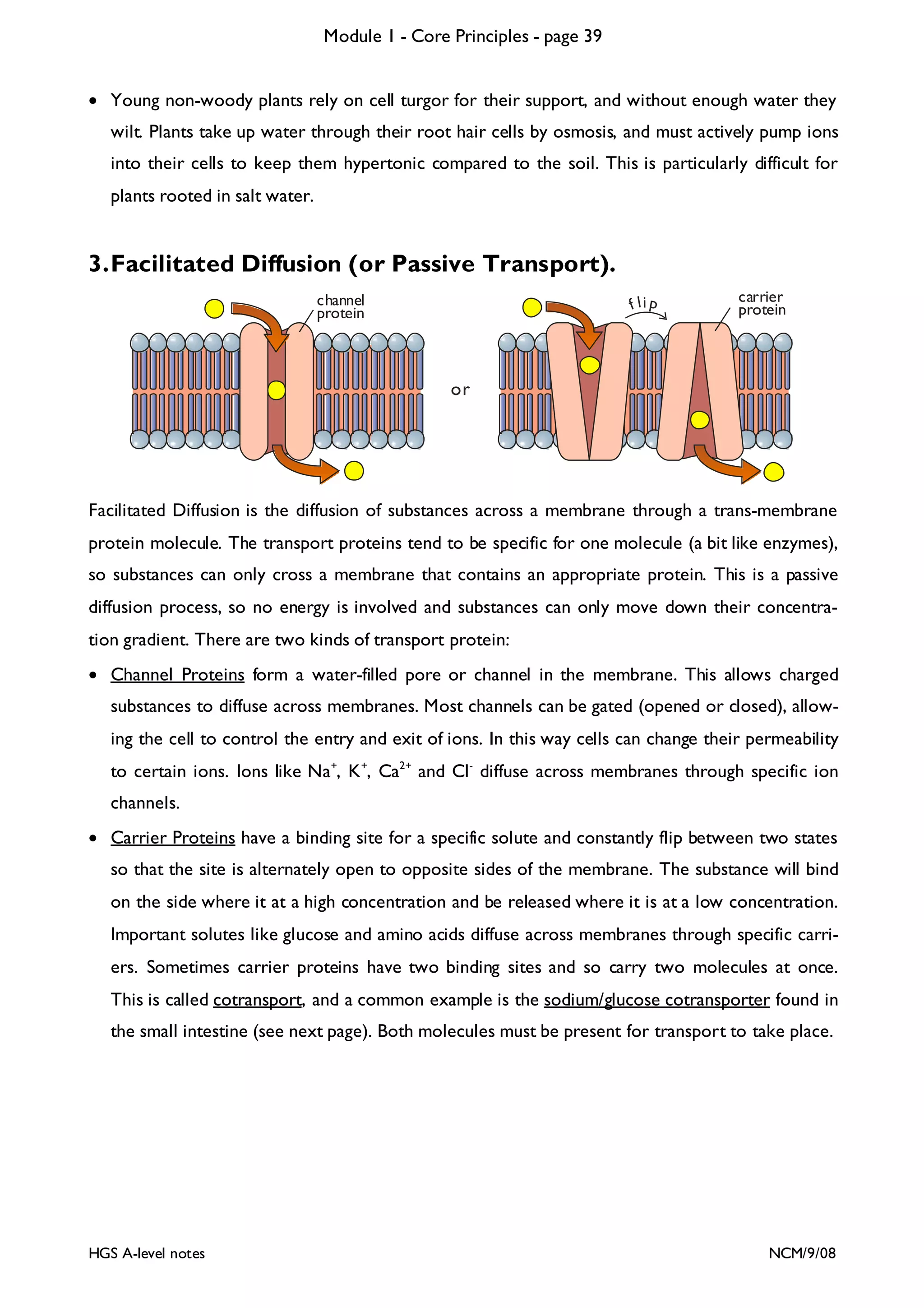 Module 1 - Core Principles - page 39
• Young non-woody plants rely on cell turgor for their support, and without enough water they
wilt. Plants take up water through their root hair cells by osmosis, and must actively pump ions
into their cells to keep them hypertonic compared to the soil. This is particularly difficult for
plants rooted in salt water.

3. Facilitated Diffusion (or Passive Transport).
channel
protein

f li p

carrier
protein

or

Facilitated Diffusion is the diffusion of substances across a membrane through a trans-membrane
protein molecule. The transport proteins tend to be specific for one molecule (a bit like enzymes),
so substances can only cross a membrane that contains an appropriate protein. This is a passive
diffusion process, so no energy is involved and substances can only move down their concentration gradient. There are two kinds of transport protein:
• Channel Proteins form a water-filled pore or channel in the membrane. This allows charged
substances to diffuse across membranes. Most channels can be gated (opened or closed), allowing the cell to control the entry and exit of ions. In this way cells can change their permeability
to certain ions. Ions like Na+, K +, Ca2+ and Cl - diffuse across membranes through specific ion
channels.
• Carrier Proteins have a binding site for a specific solute and constantly flip between two states
so that the site is alternately open to opposite sides of the membrane. The substance will bind
on the side where it at a high concentration and be released where it is at a low concentration.
Important solutes like glucose and amino acids diffuse across membranes through specific carriers. Sometimes carrier proteins have two binding sites and so carry two molecules at once.
This is called cotransport, and a common example is the sodium/glucose cotransporter found in
the small intestine (see next page). Both molecules must be present for transport to take place.

HGS A-level notes

NCM/9/08

 