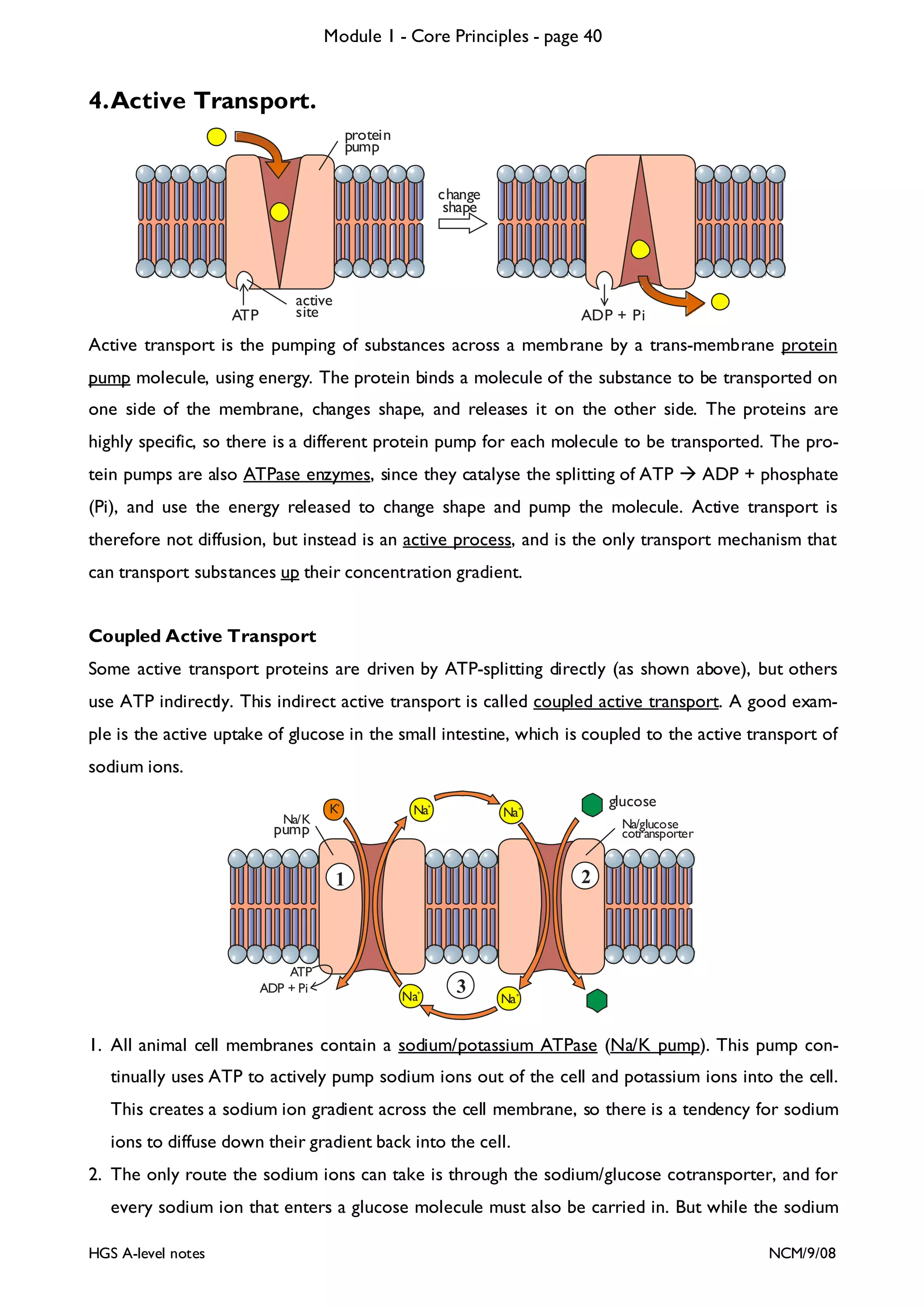 Module 1 - Core Principles - page 40

4. Active Transport.
protein
pump
change
shape

ATP

active
site

ADP + Pi

Active transport is the pumping of substances across a membrane by a trans-membrane protein
pump molecule, using energy. The protein binds a molecule of the substance to be transported on
one side of the membrane, changes shape, and releases it on the other side. The proteins are
highly specific, so there is a different protein pump for each molecule to be transported. The protein pumps are also ATPase enzymes, since they catalyse the splitting of ATP

ADP + phosphate

(Pi), and use the energy released to change shape and pump the molecule. Active transport is
therefore not diffusion, but instead is an active process, and is the only transport mechanism that
can transport substances up their concentration gradient.
Coupled Active Transport
Some active transport proteins are driven by ATP-splitting directly (as shown above), but others
use ATP indirectly. This indirect active transport is called coupled active transport. A good example is the active uptake of glucose in the small intestine, which is coupled to the active transport of
sodium ions.
Na/K

K+

Na+

glucose

Na+

Na/glucose
cotransporter

pump

2

1

ATP
ADP + Pi

Na+

3

Na+

1. All animal cell membranes contain a sodium/potassium ATPase (Na/K pump). This pump continually uses ATP to actively pump sodium ions out of the cell and potassium ions into the cell.
This creates a sodium ion gradient across the cell membrane, so there is a tendency for sodium
ions to diffuse down their gradient back into the cell.
2. The only route the sodium ions can take is through the sodium/glucose cotransporter, and for
every sodium ion that enters a glucose molecule must also be carried in. But while the sodium
HGS A-level notes

NCM/9/08

 