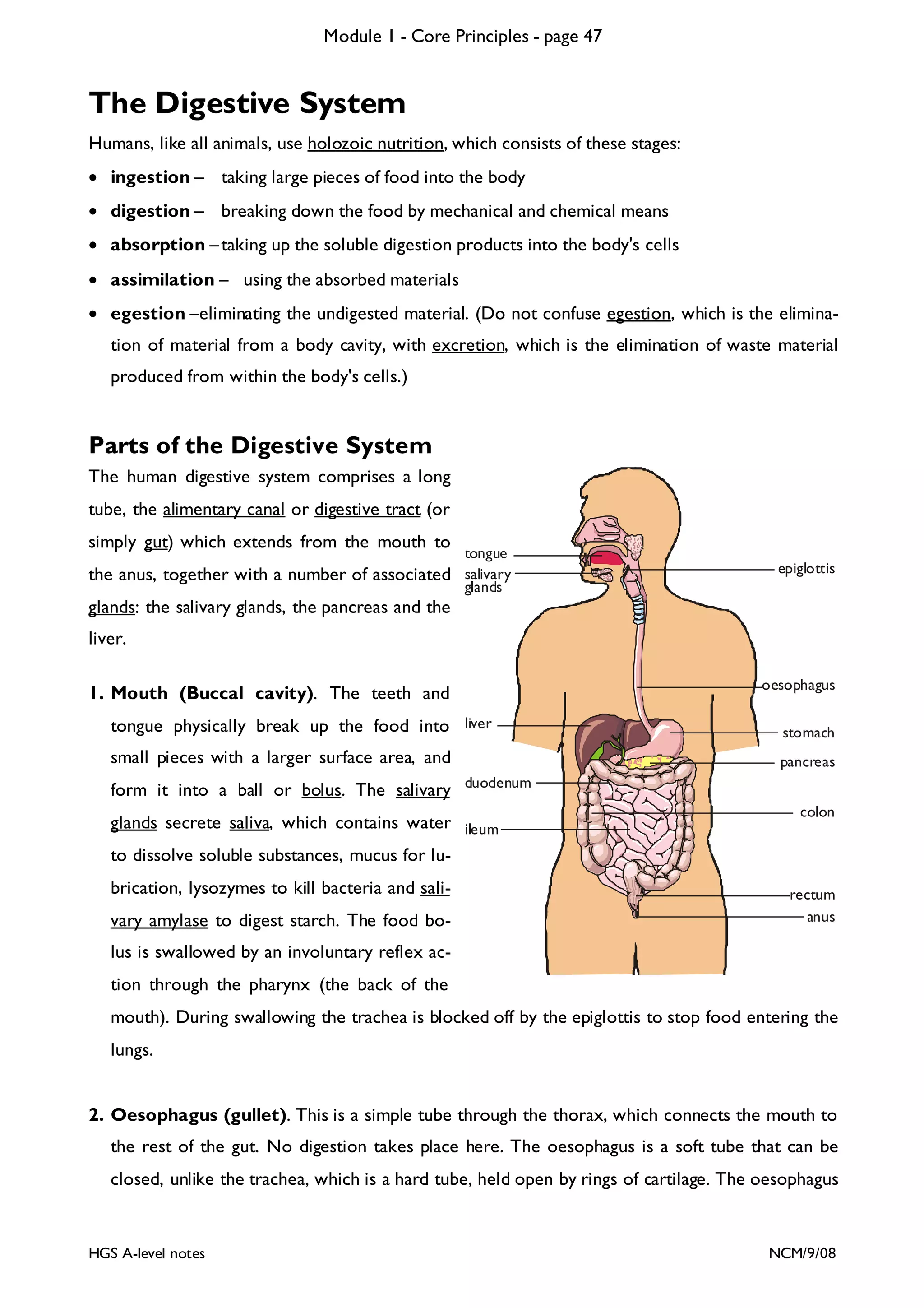 Module 1 - Core Principles - page 47

The Digestive System
Humans, like all animals, use holozoic nutrition, which consists of these stages:
• ingestion – taking large pieces of food into the body
• digestion – breaking down the food by mechanical and chemical means
• absorption – taking up the soluble digestion products into the body's cells
• assimilation – using the absorbed materials
• egestion –eliminating the undigested material. (Do not confuse egestion, which is the elimination of material from a body cavity, with excretion, which is the elimination of waste material
produced from within the body's cells.)

Parts of the Digestive System
The human digestive system comprises a long
tube, the alimentary canal or digestive tract (or
simply gut) which extends from the mouth to

tongue
the anus, together with a number of associated salivary
glands

epiglottis

glands: the salivary glands, the pancreas and the
liver.
oesophagus

1. Mouth (Buccal cavity). The teeth and
tongue physically break up the food into liver

stomach

small pieces with a larger surface area, and

pancreas

form it into a ball or bolus. The salivary

duodenum

glands secrete saliva, which contains water ileum
to dissolve soluble substances, mucus for lubrication, lysozymes to kill bacteria and salivary amylase to digest starch. The food bo-

colon

rectum
anus

lus is swallowed by an involuntary reflex action through the pharynx (the back of the
mouth). During swallowing the trachea is blocked off by the epiglottis to stop food entering the
lungs.

2. Oesophagus (gullet). This is a simple tube through the thorax, which connects the mouth to
the rest of the gut. No digestion takes place here. The oesophagus is a soft tube that can be
closed, unlike the trachea, which is a hard tube, held open by rings of cartilage. The oesophagus

HGS A-level notes

NCM/9/08

 