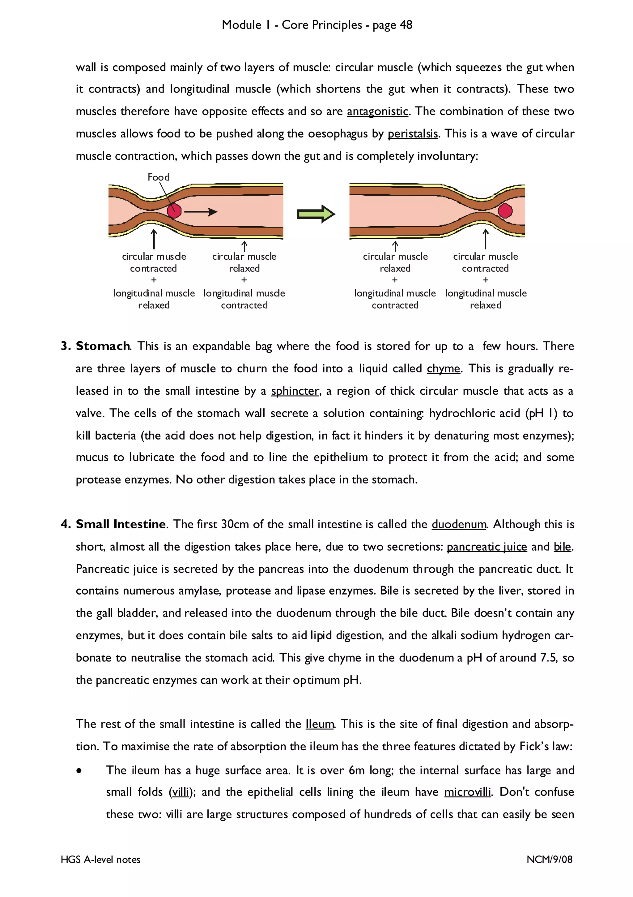Module 1 - Core Principles - page 48
wall is composed mainly of two layers of muscle: circular muscle (which squeezes the gut when
it contracts) and longitudinal muscle (which shortens the gut when it contracts). These two
muscles therefore have opposite effects and so are antagonistic. The combination of these two
muscles allows food to be pushed along the oesophagus by peristalsis. This is a wave of circular
muscle contraction, which passes down the gut and is completely involuntary:
Food

circular muscle
circular muscle
contracted
relaxed
+
+
longitudinal muscle longitudinal muscle
relaxed
contracted

circular muscle
circular muscle
relaxed
contracted
+
+
longitudinal muscle longitudinal muscle
contracted
relaxed

3. Stomach. This is an expandable bag where the food is stored for up to a few hours. There
are three layers of muscle to churn the food into a liquid called chyme. This is gradually released in to the small intestine by a sphincter, a region of thick circular muscle that acts as a
valve. The cells of the stomach wall secrete a solution containing: hydrochloric acid (pH 1) to
kill bacteria (the acid does not help digestion, in fact it hinders it by denaturing most enzymes);
mucus to lubricate the food and to line the epithelium to protect it from the acid; and some
protease enzymes. No other digestion takes place in the stomach.

4. Small Intestine. The first 30cm of the small intestine is called the duodenum. Although this is
short, almost all the digestion takes place here, due to two secretions: pancreatic juice and bile.
Pancreatic juice is secreted by the pancreas into the duodenum through the pancreatic duct. It
contains numerous amylase, protease and lipase enzymes. Bile is secreted by the liver, stored in
the gall bladder, and released into the duodenum through the bile duct. Bile doesn’t contain any
enzymes, but it does contain bile salts to aid lipid digestion, and the alkali sodium hydrogen carbonate to neutralise the stomach acid. This give chyme in the duodenum a pH of around 7.5, so
the pancreatic enzymes can work at their optimum pH.
The rest of the small intestine is called the Ileum. This is the site of final digestion and absorption. To maximise the rate of absorption the ileum has the three features dictated by Fick’s law:
•

The ileum has a huge surface area. It is over 6m long; the internal surface has large and
small folds (villi); and the epithelial cells lining the ileum have microvilli. Don't confuse
these two: villi are large structures composed of hundreds of cells that can easily be seen

HGS A-level notes

NCM/9/08

 