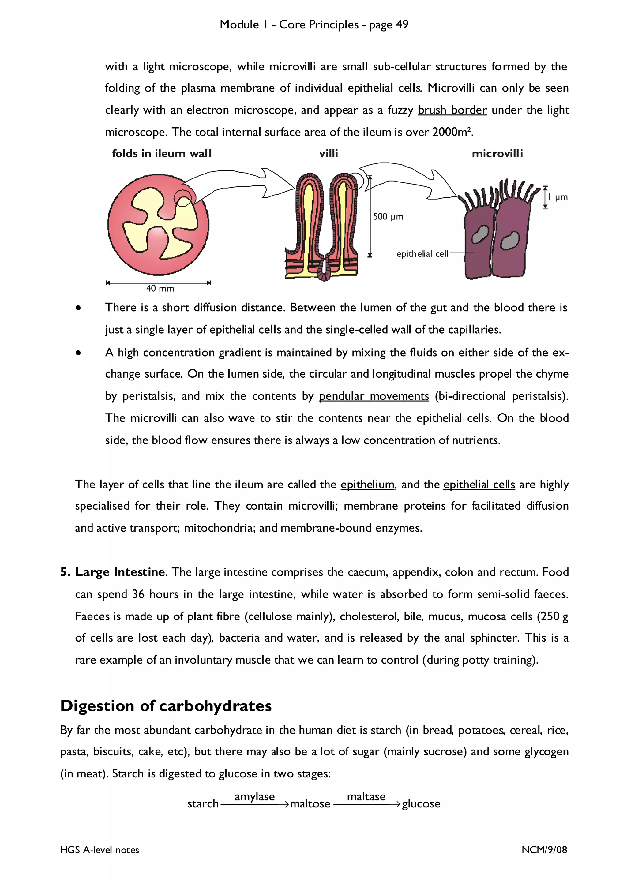 Module 1 - Core Principles - page 49
with a light microscope, while microvilli are small sub-cellular structures formed by the
folding of the plasma membrane of individual epithelial cells. Microvilli can only be seen
clearly with an electron microscope, and appear as a fuzzy brush border under the light
microscope. The total internal surface area of the ileum is over 2000m².
folds in ileum wall

villi

microvilli

1 m
500 m

epithelial cell

40 mm

•

There is a short diffusion distance. Between the lumen of the gut and the blood there is
just a single layer of epithelial cells and the single-celled wall of the capillaries.

•

A high concentration gradient is maintained by mixing the fluids on either side of the exchange surface. On the lumen side, the circular and longitudinal muscles propel the chyme
by peristalsis, and mix the contents by pendular movements (bi-directional peristalsis).
The microvilli can also wave to stir the contents near the epithelial cells. On the blood
side, the blood flow ensures there is always a low concentration of nutrients.

The layer of cells that line the ileum are called the epithelium, and the epithelial cells are highly
specialised for their role. They contain microvilli; membrane proteins for facilitated diffusion
and active transport; mitochondria; and membrane-bound enzymes.

5. Large Intestine. The large intestine comprises the caecum, appendix, colon and rectum. Food
can spend 36 hours in the large intestine, while water is absorbed to form semi-solid faeces.
Faeces is made up of plant fibre (cellulose mainly), cholesterol, bile, mucus, mucosa cells (250 g
of cells are lost each day), bacteria and water, and is released by the anal sphincter. This is a
rare example of an involuntary muscle that we can learn to control (during potty training).

Digestion of carbohydrates
By far the most abundant carbohydrate in the human diet is starch (in bread, potatoes, cereal, rice,
pasta, biscuits, cake, etc), but there may also be a lot of sugar (mainly sucrose) and some glycogen
(in meat). Starch is digested to glucose in two stages:

amylase
maltase
starch    → maltose    → glucose



HGS A-level notes

NCM/9/08

 