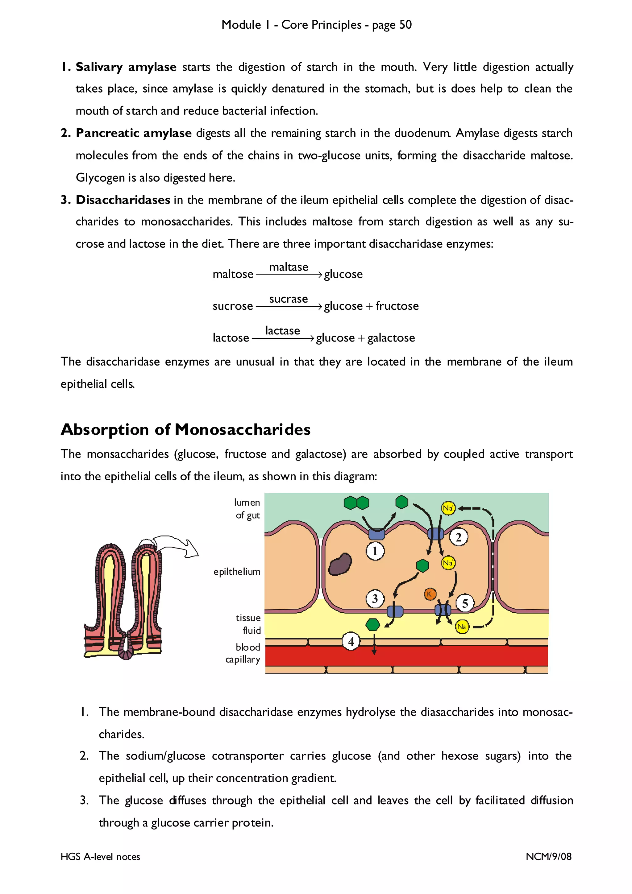 Module 1 - Core Principles - page 50
1. Salivary amylase starts the digestion of starch in the mouth. Very little digestion actually

takes place, since amylase is quickly denatured in the stomach, but is does help to clean the
mouth of starch and reduce bacterial infection.
2. Pancreatic amylase digests all the remaining starch in the duodenum. Amylase digests starch

molecules from the ends of the chains in two-glucose units, forming the disaccharide maltose.
Glycogen is also digested here.
3. Disaccharidases in the membrane of the ileum epithelial cells complete the digestion of disac-

charides to monosaccharides. This includes maltose from starch digestion as well as any sucrose and lactose in the diet. There are three important disaccharidase enzymes:
maltase
maltose    → glucose

sucrase
sucrose    → glucose + fructose

lactase
lactose  → glucose + galactose
The disaccharidase enzymes are unusual in that they are located in the membrane of the ileum
epithelial cells.

Absorption of Monosaccharides
The monsaccharides (glucose, fructose and galactose) are absorbed by coupled active transport
into the epithelial cells of the ileum, as shown in this diagram:
lumen
of gut

Na+

2
1
+

Na

epilthelium

3
tissue
fluid
blood
capillary

K+

5
+

Na

4

1. The membrane-bound disaccharidase enzymes hydrolyse the diasaccharides into monosaccharides.
2. The sodium/glucose cotransporter carries glucose (and other hexose sugars) into the
epithelial cell, up their concentration gradient.
3. The glucose diffuses through the epithelial cell and leaves the cell by facilitated diffusion
through a glucose carrier protein.
HGS A-level notes

NCM/9/08

 