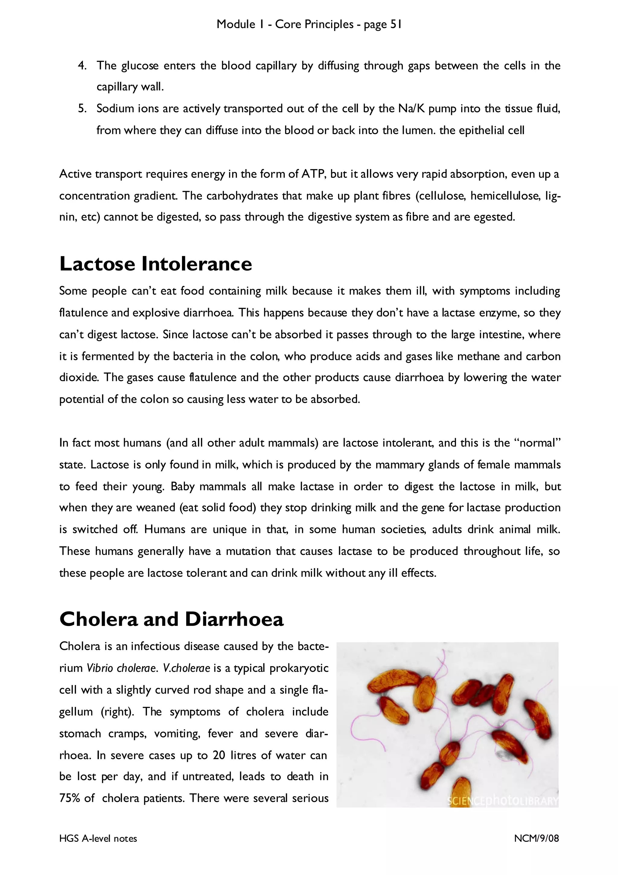 Module 1 - Core Principles - page 51
4. The glucose enters the blood capillary by diffusing through gaps between the cells in the
capillary wall.
5. Sodium ions are actively transported out of the cell by the Na/K pump into the tissue fluid,
from where they can diffuse into the blood or back into the lumen. the epithelial cell
Active transport requires energy in the form of ATP, but it allows very rapid absorption, even up a
concentration gradient. The carbohydrates that make up plant fibres (cellulose, hemicellulose, lignin, etc) cannot be digested, so pass through the digestive system as fibre and are egested.

Lactose Intolerance
Some people can’t eat food containing milk because it makes them ill, with symptoms including
flatulence and explosive diarrhoea. This happens because they don’t have a lactase enzyme, so they
can’t digest lactose. Since lactose can’t be absorbed it passes through to the large intestine, where
it is fermented by the bacteria in the colon, who produce acids and gases like methane and carbon
dioxide. The gases cause flatulence and the other products cause diarrhoea by lowering the water
potential of the colon so causing less water to be absorbed.
In fact most humans (and all other adult mammals) are lactose intolerant, and this is the “normal”
state. Lactose is only found in milk, which is produced by the mammary glands of female mammals
to feed their young. Baby mammals all make lactase in order to digest the lactose in milk, but
when they are weaned (eat solid food) they stop drinking milk and the gene for lactase production
is switched off. Humans are unique in that, in some human societies, adults drink animal milk.
These humans generally have a mutation that causes lactase to be produced throughout life, so
these people are lactose tolerant and can drink milk without any ill effects.

Cholera and Diarrhoea
Cholera is an infectious disease caused by the bacterium Vibrio cholerae. V.cholerae is a typical prokaryotic
cell with a slightly curved rod shape and a single flagellum (right). The symptoms of cholera include
stomach cramps, vomiting, fever and severe diarrhoea. In severe cases up to 20 litres of water can
be lost per day, and if untreated, leads to death in
75% of cholera patients. There were several serious
HGS A-level notes

NCM/9/08

 