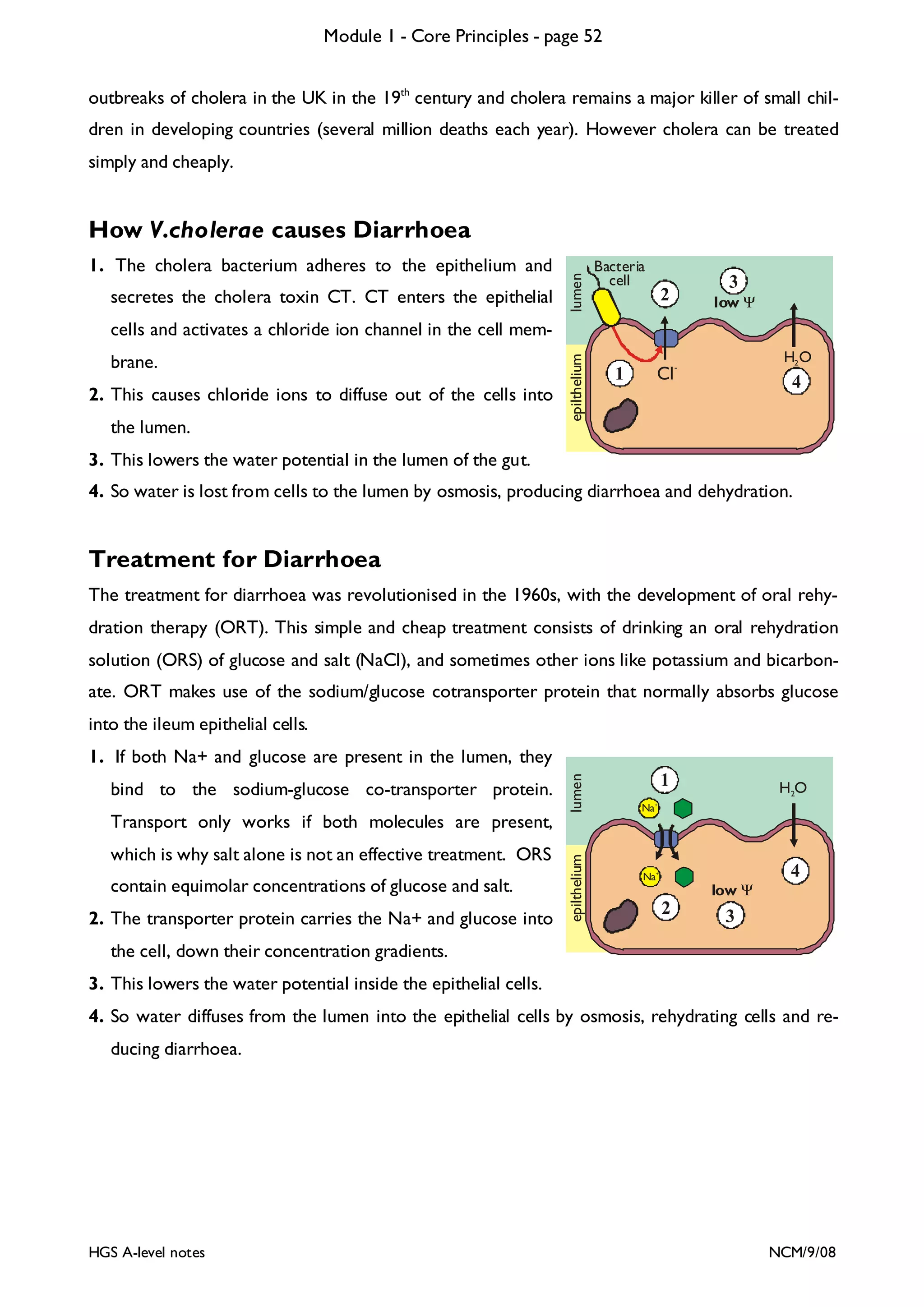 Module 1 - Core Principles - page 52
outbreaks of cholera in the UK in the 19th century and cholera remains a major killer of small children in developing countries (several million deaths each year). However cholera can be treated
simply and cheaply.

1. The cholera bacterium adheres to the epithelium and

secretes the cholera toxin CT. CT enters the epithelial

lumen

How V.cholerae causes Diarrhoea
Bacteria
cell

2

3

low Ψ

brane.
2. This causes chloride ions to diffuse out of the cells into

the lumen.

epilthelium

cells and activates a chloride ion channel in the cell memH2 O

Cl -

1

4

3. This lowers the water potential in the lumen of the gut.
4. So water is lost from cells to the lumen by osmosis, producing diarrhoea and dehydration.

Treatment for Diarrhoea
The treatment for diarrhoea was revolutionised in the 1960s, with the development of oral rehydration therapy (ORT). This simple and cheap treatment consists of drinking an oral rehydration
solution (ORS) of glucose and salt (NaCl), and sometimes other ions like potassium and bicarbonate. ORT makes use of the sodium/glucose cotransporter protein that normally absorbs glucose
into the ileum epithelial cells.
bind to the sodium-glucose co-transporter protein.

lumen

1. If both Na+ and glucose are present in the lumen, they

which is why salt alone is not an effective treatment. ORS
contain equimolar concentrations of glucose and salt.
2. The transporter protein carries the Na+ and glucose into

epilthelium

Transport only works if both molecules are present,

1

H2O

+

Na

Na+

low Ψ

2

4

3

the cell, down their concentration gradients.
3. This lowers the water potential inside the epithelial cells.
4. So water diffuses from the lumen into the epithelial cells by osmosis, rehydrating cells and re-

ducing diarrhoea.

HGS A-level notes

NCM/9/08

 