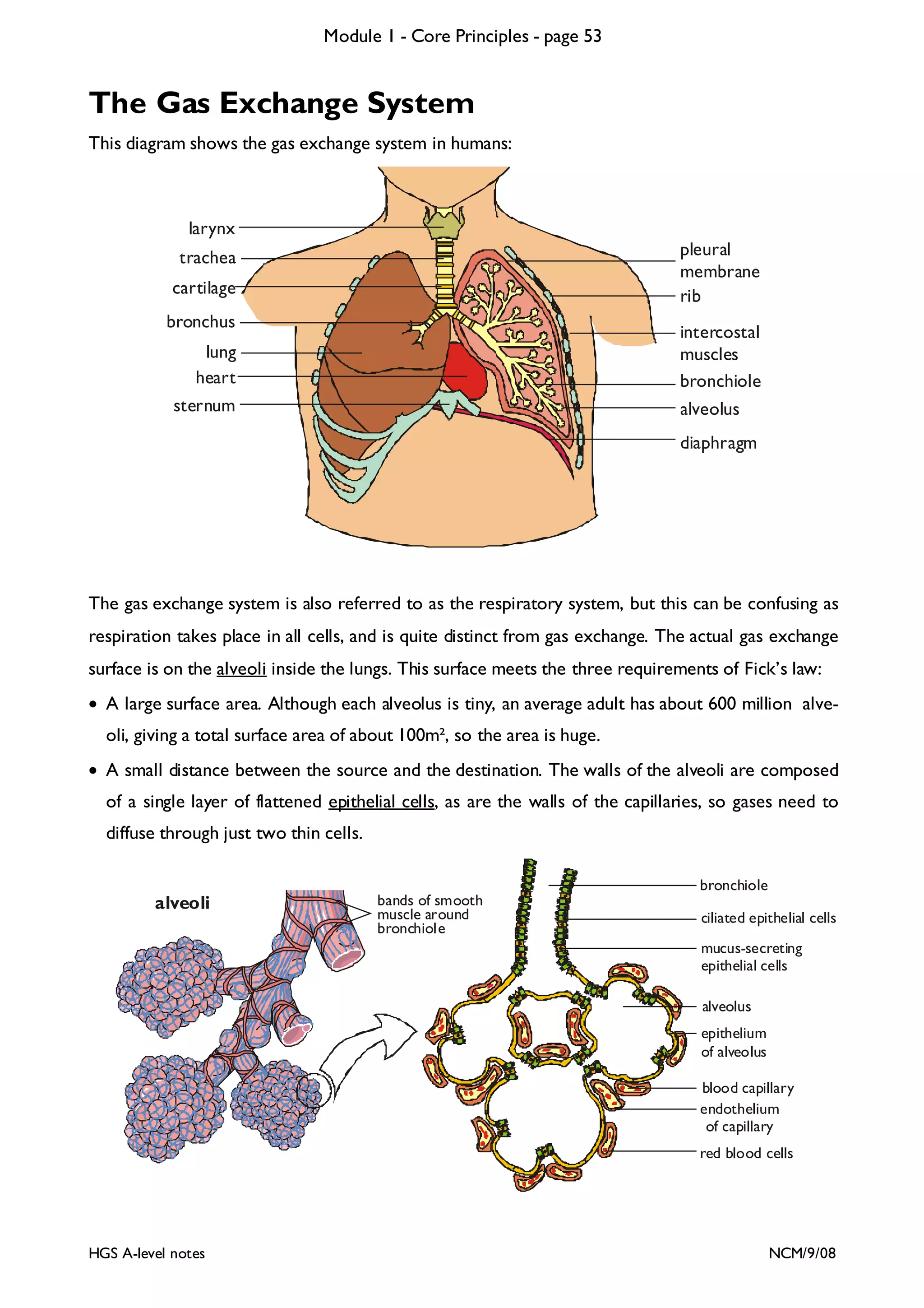 Module 1 - Core Principles - page 53

The Gas Exchange System
This diagram shows the gas exchange system in humans:

larynx
pleural
membrane
rib

trachea
cartilage
bronchus

intercostal
muscles
bronchiole
alveolus

lung
heart
sternum

diaphragm

The gas exchange system is also referred to as the respiratory system, but this can be confusing as
respiration takes place in all cells, and is quite distinct from gas exchange. The actual gas exchange
surface is on the alveoli inside the lungs. This surface meets the three requirements of Fick’s law:
• A large surface area. Although each alveolus is tiny, an average adult has about 600 million alveoli, giving a total surface area of about 100m², so the area is huge.
• A small distance between the source and the destination. The walls of the alveoli are composed
of a single layer of flattened epithelial cells, as are the walls of the capillaries, so gases need to
diffuse through just two thin cells.

alveoli

bands of smooth
muscle around
bronchiole

bronchiole
ciliated epithelial cells
mucus-secreting
epithelial cells
alveolus
epithelium
of alveolus
blood capillary
endothelium
of capillary
red blood cells

HGS A-level notes

NCM/9/08

 