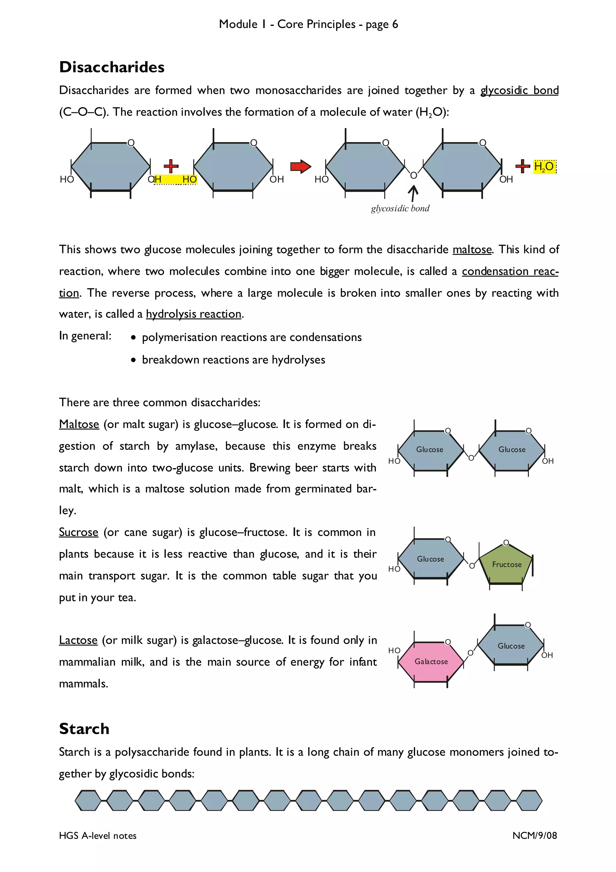 Module 1 - Core Principles - page 6

Disaccharides
Disaccharides are formed when two monosaccharides are joined together by a glycosidic bond
(C–O–C). The reaction involves the formation of a molecule of water (H2 O):
O

HO

O

OH

HO

O

OH

O

H2O

O

HO

OH

glycosidic bond

This shows two glucose molecules joining together to form the disaccharide maltose. This kind of
reaction, where two molecules combine into one bigger molecule, is called a condensation reaction. The reverse process, where a large molecule is broken into smaller ones by reacting with
water, is called a hydrolysis reaction.
In general:

• polymerisation reactions are condensations
• breakdown reactions are hydrolyses

There are three common disaccharides:
Maltose (or malt sugar) is glucose–glucose. It is formed on di-

O

gestion of starch by amylase, because this enzyme breaks
starch down into two-glucose units. Brewing beer starts with

O

Glucose

Glucose
O

HO

OH

malt, which is a maltose solution made from germinated barley.
Sucrose (or cane sugar) is glucose–fructose. It is common in

O

plants because it is less reactive than glucose, and it is their
main transport sugar. It is the common table sugar that you

Glucose

O
O

HO

Fructose

put in your tea.
O

Lactose (or milk sugar) is galactose–glucose. It is found only in

O
HO

mammalian milk, and is the main source of energy for infant

O

Galactose

Glucose
OH

mammals.

Starch
Starch is a polysaccharide found in plants. It is a long chain of many glucose monomers joined together by glycosidic bonds:

HGS A-level notes

NCM/9/08

 