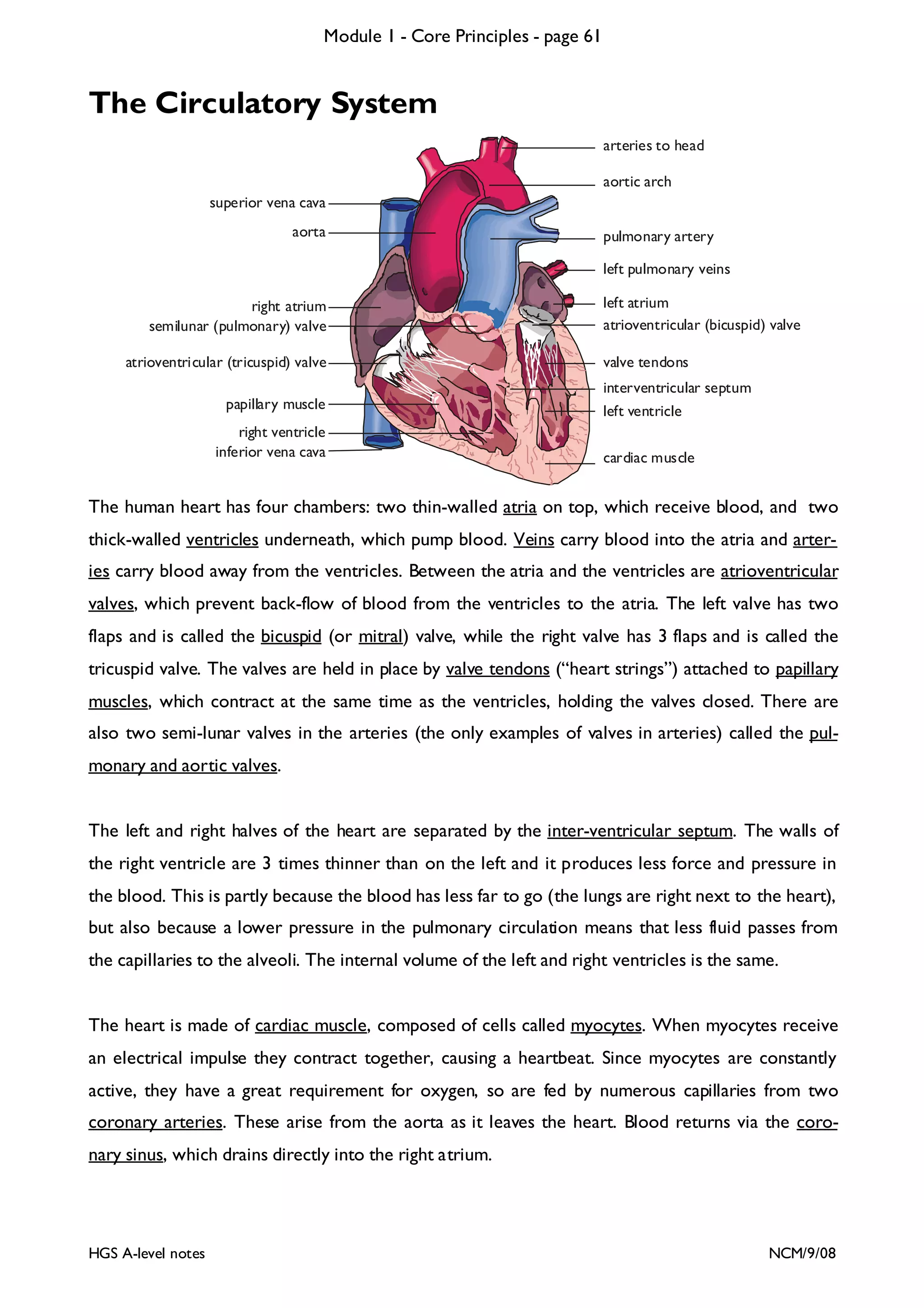 Module 1 - Core Principles - page 61

The Circulatory System
arteries to head
aortic arch
superior vena cava
aorta

pulmonary artery
left pulmonary veins

right atrium
semilunar (pulmonary) valve
atrioventricular (tricuspid) valve
papillary muscle
right ventricle
inferior vena cava

left atrium
atrioventricular (bicuspid) valve
valve tendons
interventricular septum
left ventricle
cardiac muscle

The human heart has four chambers: two thin-walled atria on top, which receive blood, and two
thick-walled ventricles underneath, which pump blood. Veins carry blood into the atria and arteries carry blood away from the ventricles. Between the atria and the ventricles are atrioventricular
valves, which prevent back-flow of blood from the ventricles to the atria. The left valve has two
flaps and is called the bicuspid (or mitral) valve, while the right valve has 3 flaps and is called the
tricuspid valve. The valves are held in place by valve tendons (“heart strings”) attached to papillary
muscles, which contract at the same time as the ventricles, holding the valves closed. There are
also two semi-lunar valves in the arteries (the only examples of valves in arteries) called the pulmonary and aortic valves.
The left and right halves of the heart are separated by the inter-ventricular septum. The walls of
the right ventricle are 3 times thinner than on the left and it produces less force and pressure in
the blood. This is partly because the blood has less far to go (the lungs are right next to the heart),
but also because a lower pressure in the pulmonary circulation means that less fluid passes from
the capillaries to the alveoli. The internal volume of the left and right ventricles is the same.
The heart is made of cardiac muscle, composed of cells called myocytes. When myocytes receive
an electrical impulse they contract together, causing a heartbeat. Since myocytes are constantly
active, they have a great requirement for oxygen, so are fed by numerous capillaries from two
coronary arteries. These arise from the aorta as it leaves the heart. Blood returns via the coronary sinus, which drains directly into the right atrium.

HGS A-level notes

NCM/9/08

 