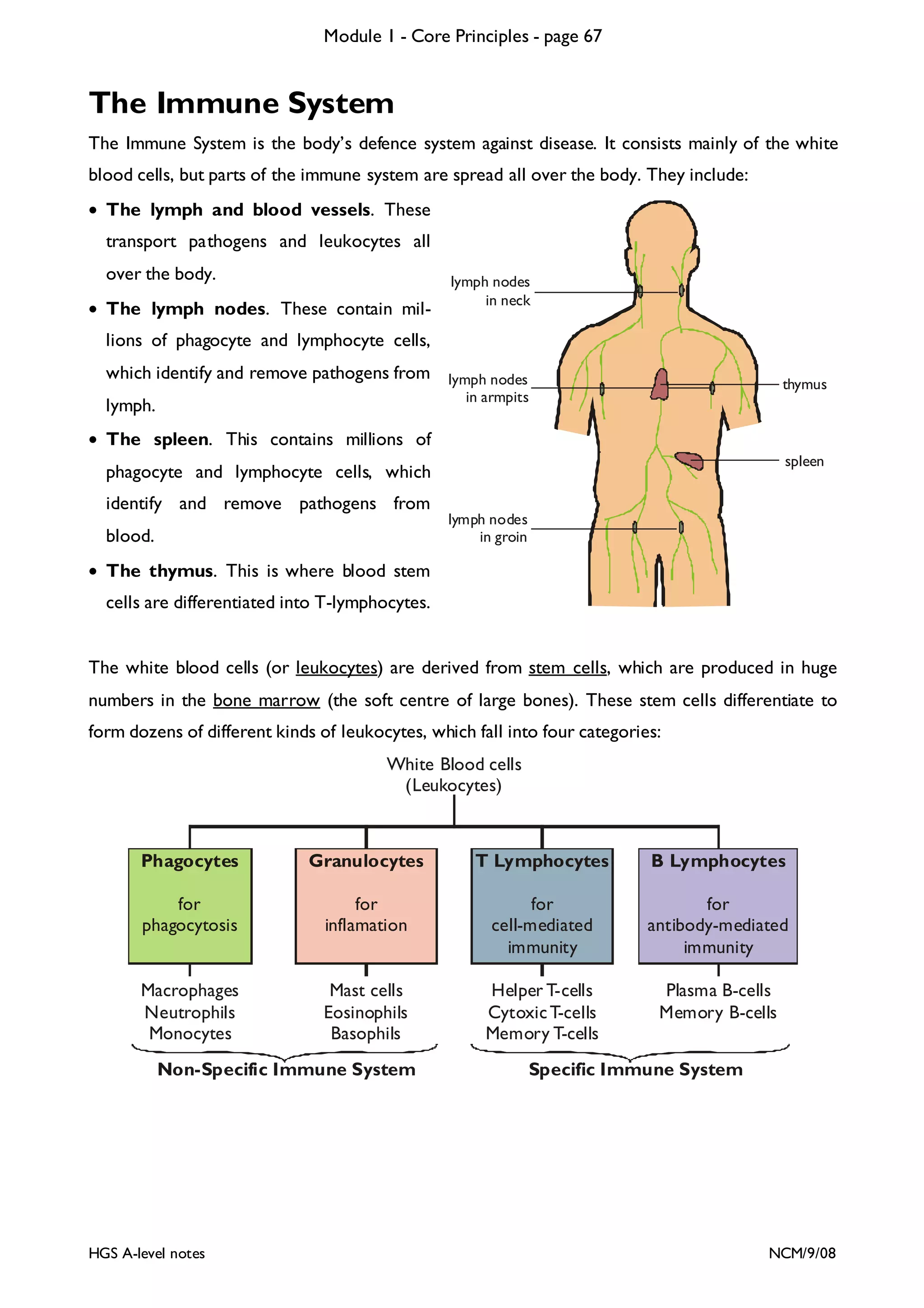 Module 1 - Core Principles - page 67

The Immune System
The Immune System is the body’s defence system against disease. It consists mainly of the white
blood cells, but parts of the immune system are spread all over the body. They include:
• The lymph and blood vessels. These
transport pathogens and leukocytes all
over the body.
• The lymph nodes. These contain mil-

lymph nodes
in neck

lions of phagocyte and lymphocyte cells,
which identify and remove pathogens from lymph nodes
in armpits
lymph.

thymus

• The spleen. This contains millions of
spleen

phagocyte and lymphocyte cells, which
identify and remove pathogens from
blood.

lymph nodes
in groin

• The thymus. This is where blood stem
cells are differentiated into T-lymphocytes.
The white blood cells (or leukocytes) are derived from stem cells, which are produced in huge
numbers in the bone marrow (the soft centre of large bones). These stem cells differentiate to
form dozens of different kinds of leukocytes, which fall into four categories:
White Blood cells
(Leukocytes)

Phagocytes

Granulocytes

T Lymphocytes

B Lymphocytes

for
phagocytosis

for
inflamation

for
cell-mediated
immunity

for
antibody-mediated
immunity

Macrophages
Neutrophils
Monocytes

Mast cells
Eosinophils
Basophils

Helper T-cells
Cytoxic T-cells
Memory T-cells

Plasma B-cells
Memory B-cells

Non-Specific Immune System

HGS A-level notes

Specific Immune System

NCM/9/08

 