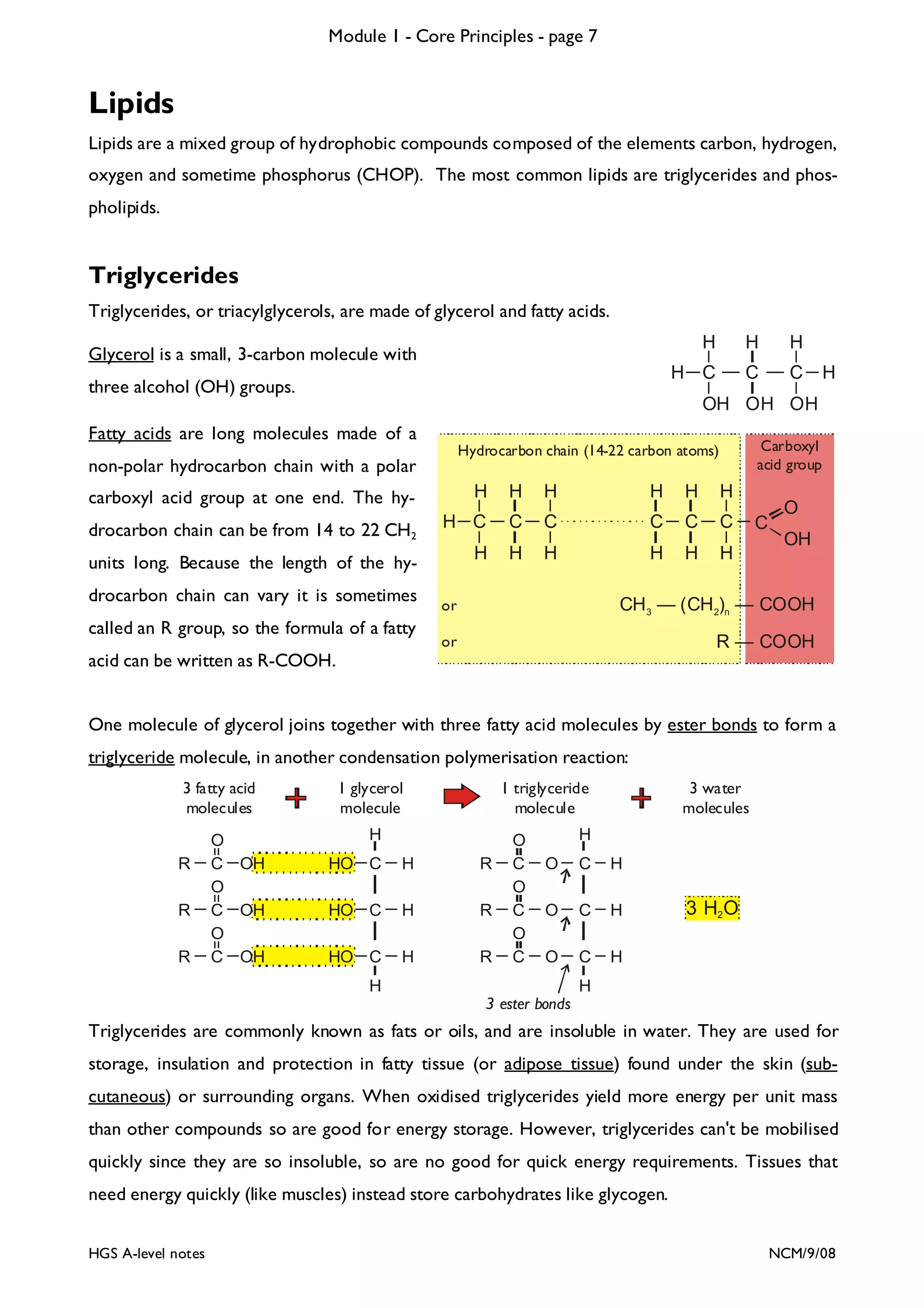 Module 1 - Core Principles - page 7

Lipids
Lipids are a mixed group of hydrophobic compounds composed of the elements carbon, hydrogen,
oxygen and sometime phosphorus (CHOP). The most common lipids are triglycerides and phospholipids.

Triglycerides
Triglycerides, or triacylglycerols, are made of glycerol and fatty acids.

H

H

H

H C

C

C

Glycerol is a small, 3-carbon molecule with
three alcohol (OH) groups.

H

OH OH OH

Fatty acids are long molecules made of a

Carboxyl
acid group

Hydrocarbon chain (14-22 carbon atoms)

non-polar hydrocarbon chain with a polar
carboxyl acid group at one end. The hy-

H

H

H

H

H

H

drocarbon chain can be from 14 to 22 CH2

H C

C

C

C

C

C

units long. Because the length of the hy-

H

H

H

H

H

H

drocarbon chain can vary it is sometimes
called an R group, so the formula of a fatty

C

O
OH

or

CH 3 — (CH 2)n — COOH

or

R — COOH

acid can be written as R-COOH.
One molecule of glycerol joins together with three fatty acid molecules by ester bonds to form a
triglyceride molecule, in another condensation polymerisation reaction:
3 fatty acid
molecules
R
R
R

O
C OH
O
C OH
O
C OH

1 glycerol
molecule

1 triglyceride
molecule

H
HO C

H

R

HO C

H

R

HO C

H

R

O
C
O
C
O
C

3 water
molecules

H
O

C

H

O

C

H

O

C

H

H

3 H2O

H
3 ester bonds

Triglycerides are commonly known as fats or oils, and are insoluble in water. They are used for
storage, insulation and protection in fatty tissue (or adipose tissue) found under the skin (subcutaneous) or surrounding organs. When oxidised triglycerides yield more energy per unit mass
than other compounds so are good for energy storage. However, triglycerides can't be mobilised
quickly since they are so insoluble, so are no good for quick energy requirements. Tissues that
need energy quickly (like muscles) instead store carbohydrates like glycogen.
HGS A-level notes

NCM/9/08

 