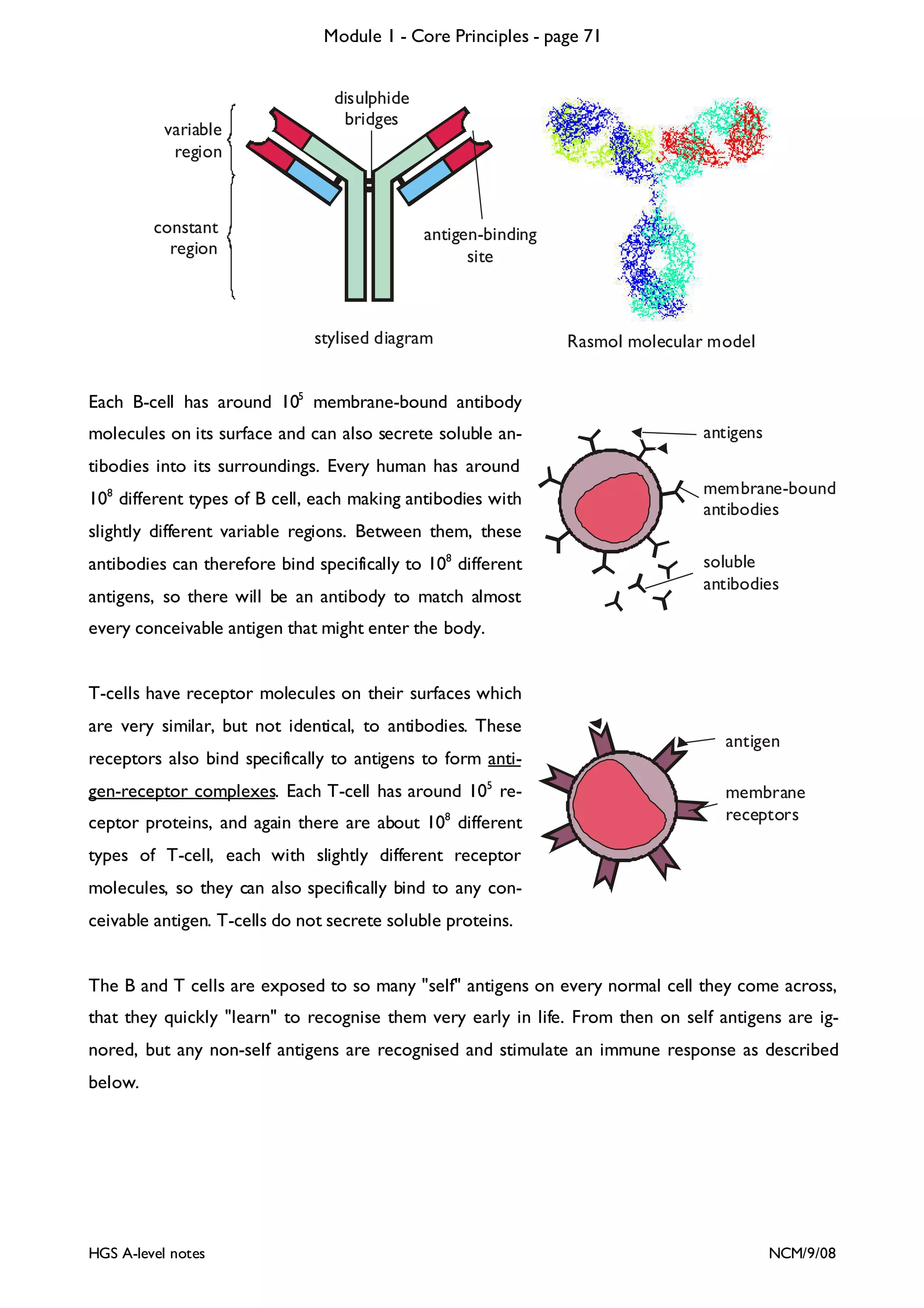 Module 1 - Core Principles - page 71

variable
region

constant
region

disulphide
bridges

antigen-binding
site

stylised diagram

Rasmol molecular model

Each B-cell has around 105 membrane-bound antibody
molecules on its surface and can also secrete soluble an-

antigens

tibodies into its surroundings. Every human has around
108 different types of B cell, each making antibodies with

membrane-bound
antibodies

slightly different variable regions. Between them, these
antibodies can therefore bind specifically to 108 different
antigens, so there will be an antibody to match almost

soluble
antibodies

every conceivable antigen that might enter the body.
T-cells have receptor molecules on their surfaces which
are very similar, but not identical, to antibodies. These
receptors also bind specifically to antigens to form antigen-receptor complexes. Each T-cell has around 105 re8

ceptor proteins, and again there are about 10 different

antigen
membrane
receptors

types of T-cell, each with slightly different receptor
molecules, so they can also specifically bind to any conceivable antigen. T-cells do not secrete soluble proteins.
The B and T cells are exposed to so many "self" antigens on every normal cell they come across,
that they quickly "learn" to recognise them very early in life. From then on self antigens are ignored, but any non-self antigens are recognised and stimulate an immune response as described
below.

HGS A-level notes

NCM/9/08

 