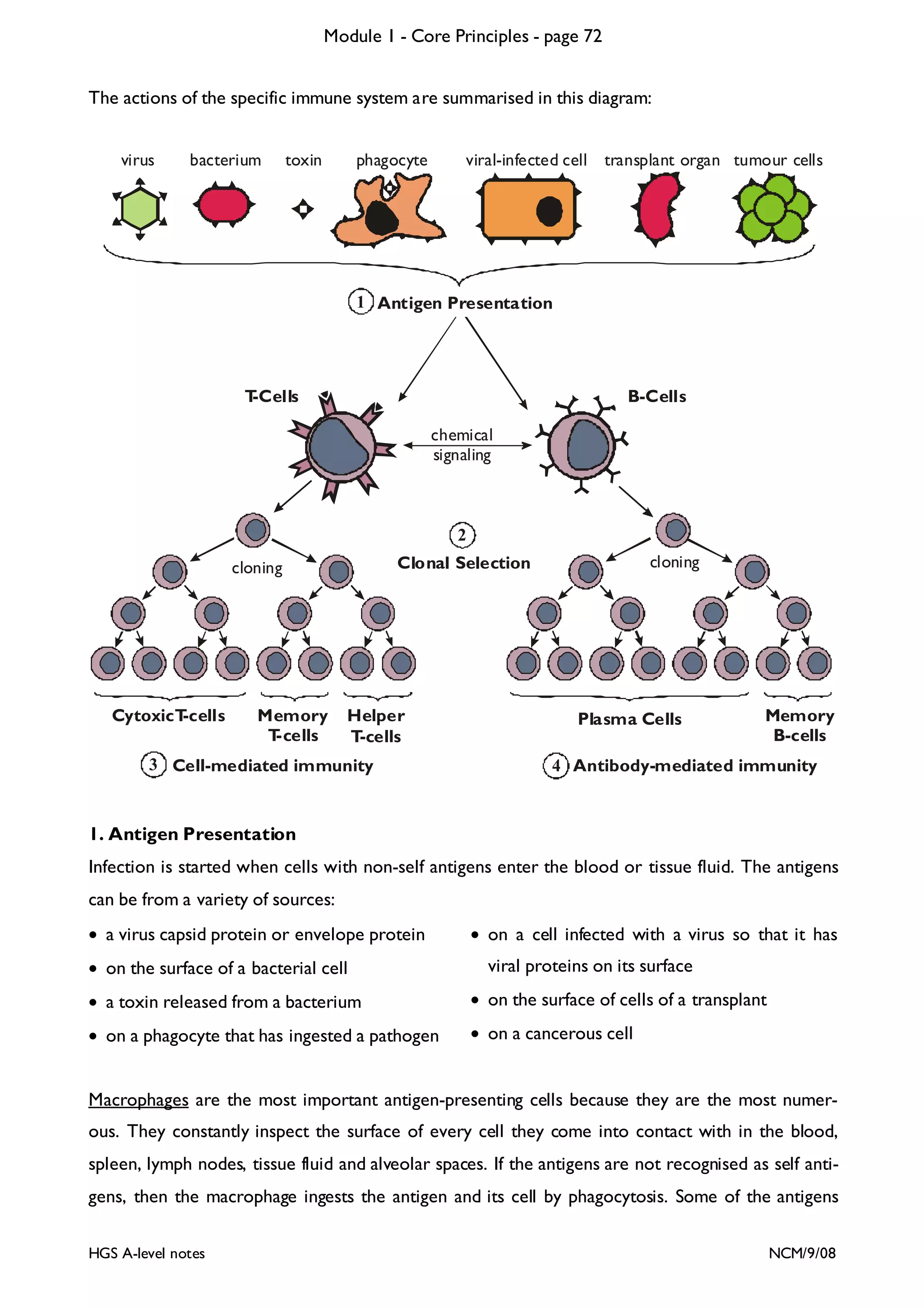 Module 1 - Core Principles - page 72
The actions of the specific immune system are summarised in this diagram:
virus

bacterium

toxin

phagocyte

viral-infected cell transplant organ tumour cells

1 Antigen Presentation

T
-Cells

B-Cells
chemical
signaling

2

CytoxicT
-cells

Memory
T
-cells

cloning

Clonal Selection

cloning

Helper
T-cells

3 Cell-mediated immunity

Plasma Cells

Memory
B-cells

4 Antibody-mediated immunity

1. Antigen Presentation

Infection is started when cells with non-self antigens enter the blood or tissue fluid. The antigens
can be from a variety of sources:
• a virus capsid protein or envelope protein
• on the surface of a bacterial cell

• on a cell infected with a virus so that it has
viral proteins on its surface

• a toxin released from a bacterium

• on the surface of cells of a transplant

• on a phagocyte that has ingested a pathogen

• on a cancerous cell

Macrophages are the most important antigen-presenting cells because they are the most numerous. They constantly inspect the surface of every cell they come into contact with in the blood,
spleen, lymph nodes, tissue fluid and alveolar spaces. If the antigens are not recognised as self antigens, then the macrophage ingests the antigen and its cell by phagocytosis. Some of the antigens
HGS A-level notes

NCM/9/08

 