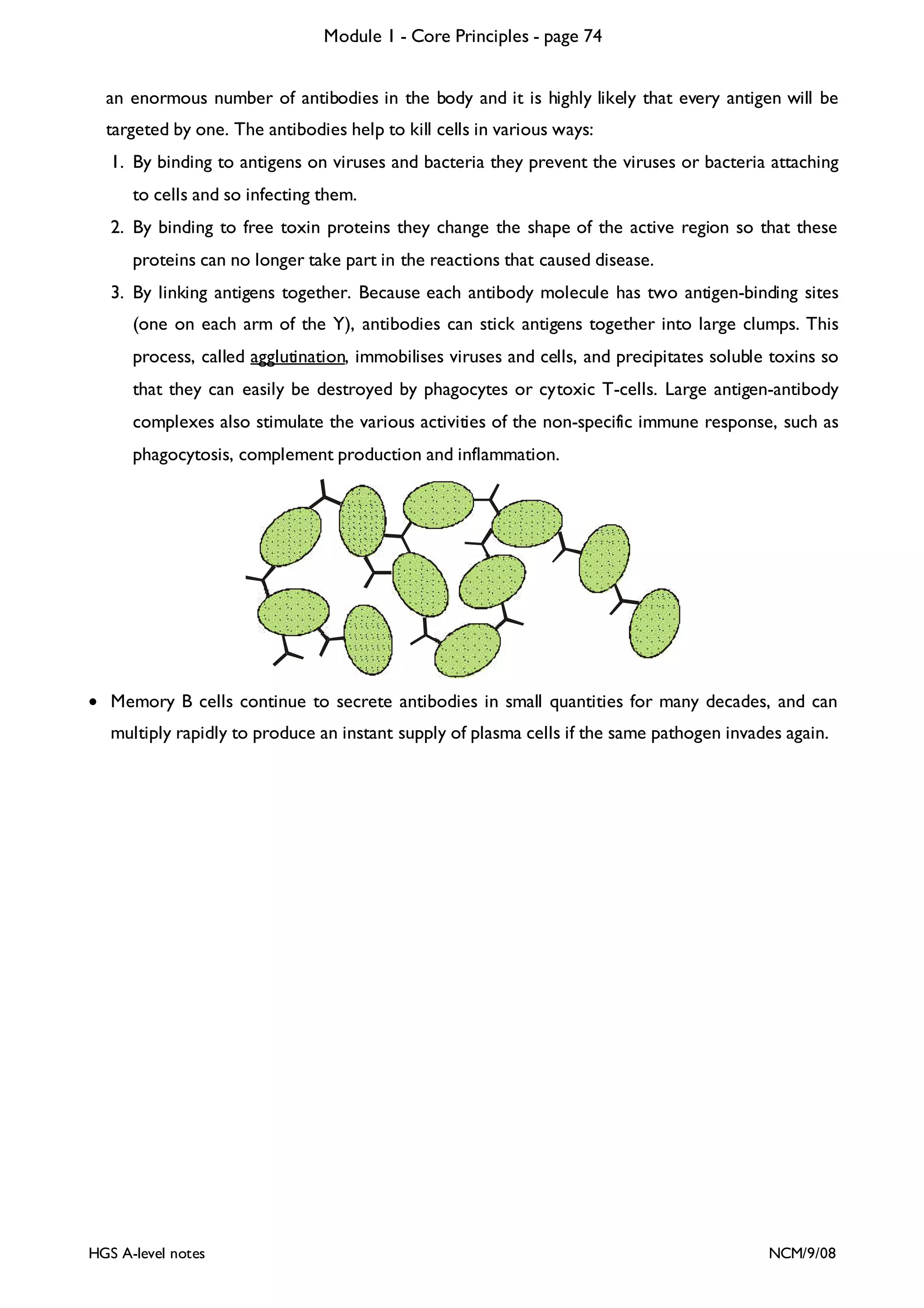Module 1 - Core Principles - page 74
an enormous number of antibodies in the body and it is highly likely that every antigen will be
targeted by one. The antibodies help to kill cells in various ways:
1. By binding to antigens on viruses and bacteria they prevent the viruses or bacteria attaching
to cells and so infecting them.
2. By binding to free toxin proteins they change the shape of the active region so that these
proteins can no longer take part in the reactions that caused disease.
3. By linking antigens together. Because each antibody molecule has two antigen-binding sites
(one on each arm of the Y), antibodies can stick antigens together into large clumps. This
process, called agglutination, immobilises viruses and cells, and precipitates soluble toxins so
that they can easily be destroyed by phagocytes or cytoxic T-cells. Large antigen-antibody
complexes also stimulate the various activities of the non-specific immune response, such as
phagocytosis, complement production and inflammation.

• Memory B cells continue to secrete antibodies in small quantities for many decades, and can
multiply rapidly to produce an instant supply of plasma cells if the same pathogen invades again.

HGS A-level notes

NCM/9/08

 