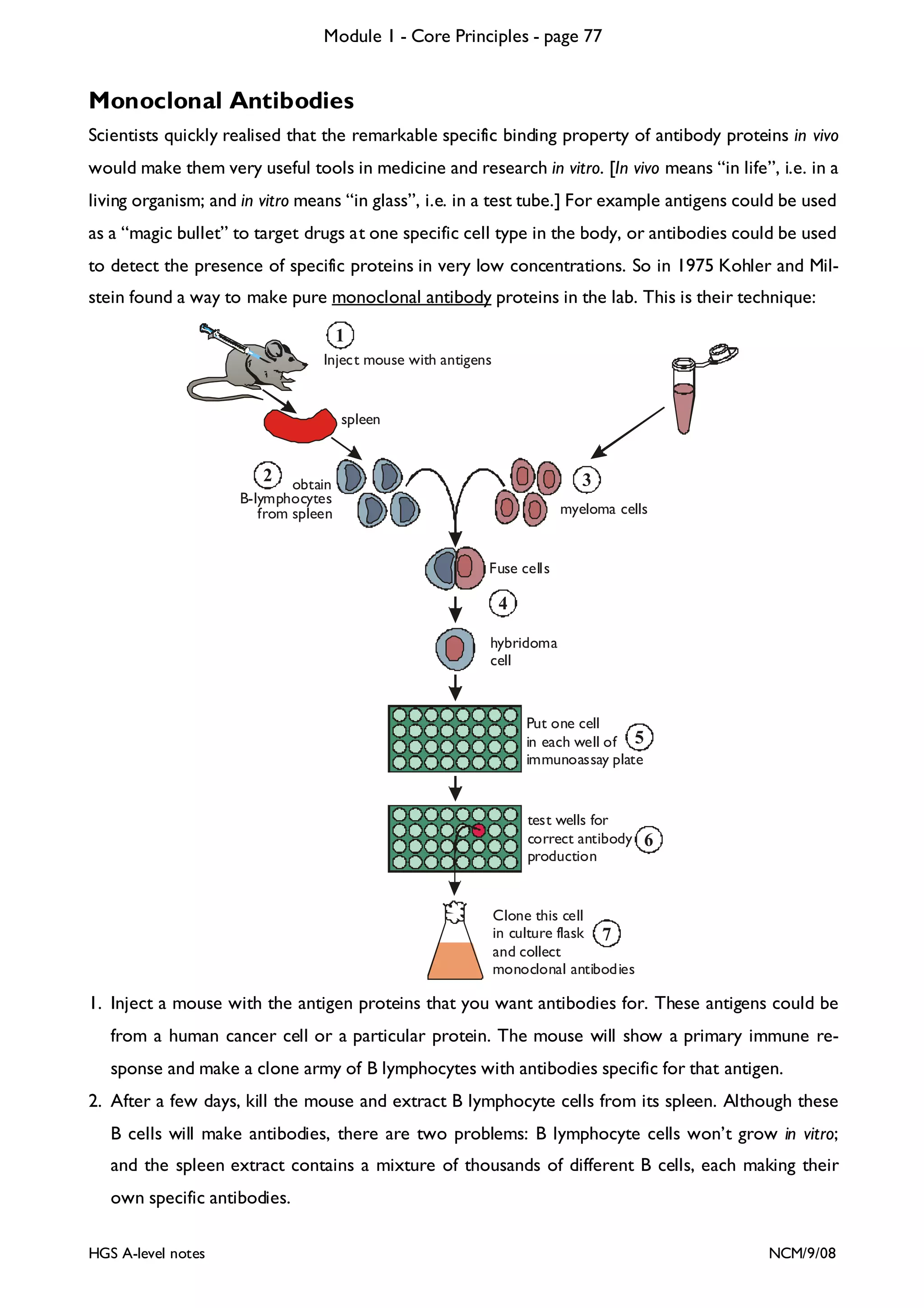 Module 1 - Core Principles - page 77

Monoclonal Antibodies
Scientists quickly realised that the remarkable specific binding property of antibody proteins in vivo
would make them very useful tools in medicine and research in vitro. [In vivo means “in life”, i.e. in a
living organism; and in vitro means “in glass”, i.e. in a test tube.] For example antigens could be used
as a “magic bullet” to target drugs at one specific cell type in the body, or antibodies could be used
to detect the presence of specific proteins in very low concentrations. So in 1975 Kohler and Milstein found a way to make pure monoclonal antibody proteins in the lab. This is their technique:
1
Inject mouse with antigens

spleen

2

3

obtain
B-lymphocytes
from spleen

myeloma cells

Fuse cells

4
hybridoma
cell

Put one cell
in each well of 5
immunoassay plate

test wells for
correct antibody 6
production

Clone this cell
in culture flask 7
and collect
monoclonal antibodies

1. Inject a mouse with the antigen proteins that you want antibodies for. These antigens could be
from a human cancer cell or a particular protein. The mouse will show a primary immune response and make a clone army of B lymphocytes with antibodies specific for that antigen.
2. After a few days, kill the mouse and extract B lymphocyte cells from its spleen. Although these
B cells will make antibodies, there are two problems: B lymphocyte cells won’t grow in vitro;
and the spleen extract contains a mixture of thousands of different B cells, each making their
own specific antibodies.
HGS A-level notes

NCM/9/08

 