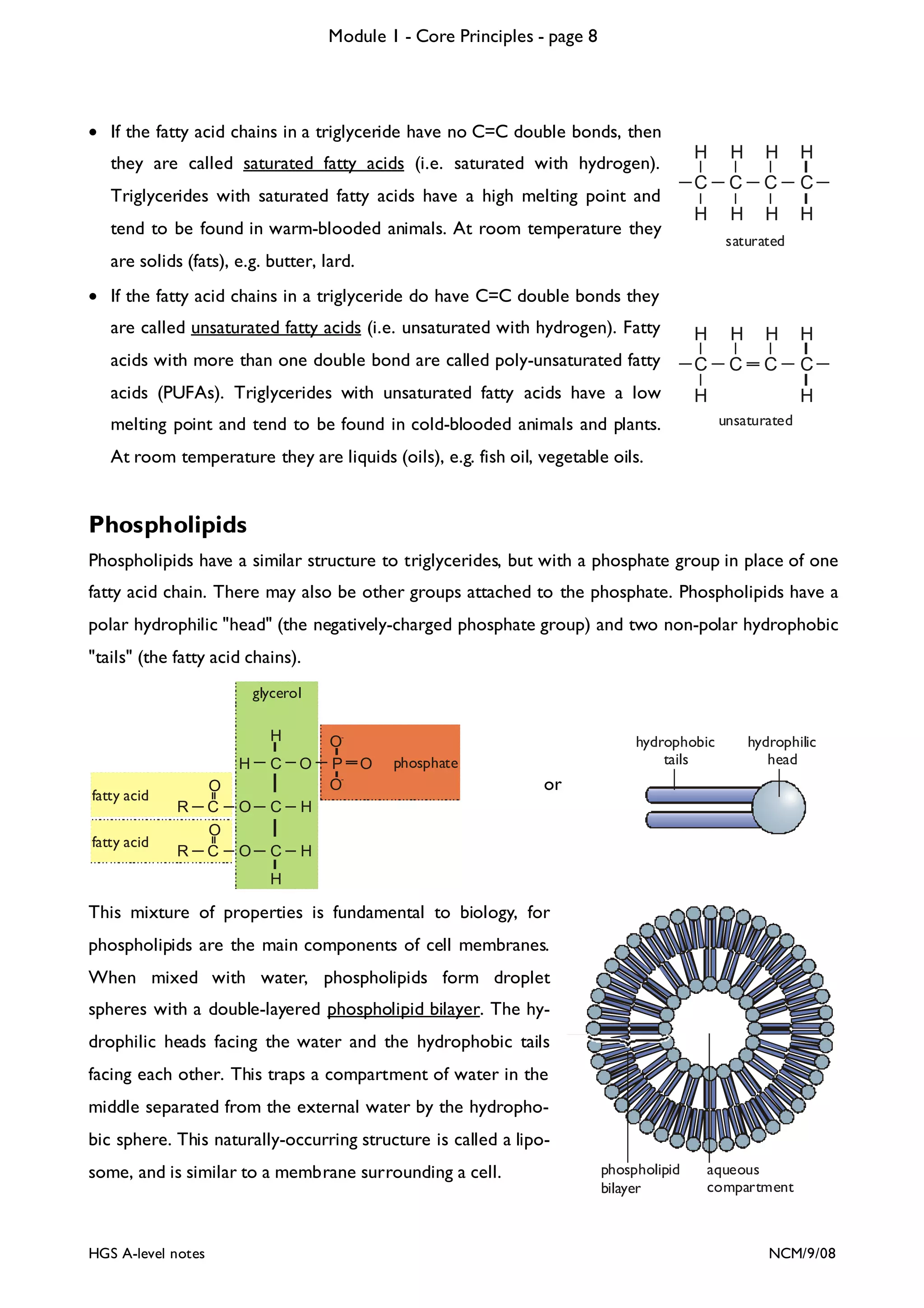 Module 1 - Core Principles - page 8

• If the fatty acid chains in a triglyceride have no C=C double bonds, then
they are called saturated fatty acids (i.e. saturated with hydrogen).
Triglycerides with saturated fatty acids have a high melting point and
tend to be found in warm-blooded animals. At room temperature they

H

H

H

H

C

C

C

C

H

H

H

H

saturated

are solids (fats), e.g. butter, lard.
• If the fatty acid chains in a triglyceride do have C=C double bonds they
are called unsaturated fatty acids (i.e. unsaturated with hydrogen). Fatty

H

H

H

H

acids with more than one double bond are called poly-unsaturated fatty

C

C

C

C

acids (PUFAs). Triglycerides with unsaturated fatty acids have a low

H

H
unsaturated

melting point and tend to be found in cold-blooded animals and plants.
At room temperature they are liquids (oils), e.g. fish oil, vegetable oils.

Phospholipids
Phospholipids have a similar structure to triglycerides, but with a phosphate group in place of one
fatty acid chain. There may also be other groups attached to the phosphate. Phospholipids have a
polar hydrophilic "head" (the negatively-charged phosphate group) and two non-polar hydrophobic
"tails" (the fatty acid chains).
glycerol
H
H
fatty acid
fatty acid

R
R

O
C
O
C

C

O

O

C
C

O

hydrophobic
tails

phosphate

hydrophilic
head

H

O

OP
O

H

or

H

This mixture of properties is fundamental to biology, for
phospholipids are the main components of cell membranes.
When mixed with water, phospholipids form droplet
spheres with a double-layered phospholipid bilayer. The hydrophilic heads facing the water and the hydrophobic tails
facing each other. This traps a compartment of water in the
middle separated from the external water by the hydrophobic sphere. This naturally-occurring structure is called a liposome, and is similar to a membrane surrounding a cell.

HGS A-level notes

phospholipid
bilayer

aqueous
compartment

NCM/9/08

 