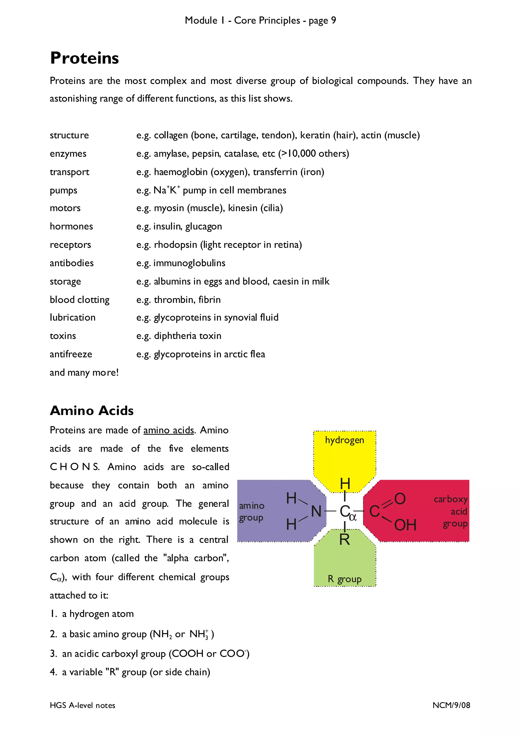 Module 1 - Core Principles - page 9

Proteins
Proteins are the most complex and most diverse group of biological compounds. They have an
astonishing range of different functions, as this list shows.

structure

e.g. collagen (bone, cartilage, tendon), keratin (hair), actin (muscle)

enzymes

e.g. amylase, pepsin, catalase, etc (>10,000 others)

transport

e.g. haemoglobin (oxygen), transferrin (iron)

pumps

e.g. Na+K + pump in cell membranes

motors

e.g. myosin (muscle), kinesin (cilia)

hormones

e.g. insulin, glucagon

receptors

e.g. rhodopsin (light receptor in retina)

antibodies

e.g. immunoglobulins

storage

e.g. albumins in eggs and blood, caesin in milk

blood clotting

e.g. thrombin, fibrin

lubrication

e.g. glycoproteins in synovial fluid

toxins

e.g. diphtheria toxin

antifreeze

e.g. glycoproteins in arctic flea

and many more!

Amino Acids
Proteins are made of amino acids. Amino

hydrogen

acids are made of the five elements
C H O N S. Amino acids are so-called

H

because they contain both an amino
group and an acid group. The general amino
structure of an amino acid molecule is group
shown on the right. There is a central

H
H

N

Cα C
R

O
OH

carboxy
acid
group

carbon atom (called the "alpha carbon",
Cα), with four different chemical groups

R group

attached to it:
1. a hydrogen atom
2. a basic amino group (NH2 or NH+ )
3
3. an acidic carboxyl group (COOH or COO-)
4. a variable "R" group (or side chain)
HGS A-level notes

NCM/9/08

 