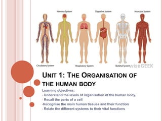 UNIT 1: THE ORGANISATION OF
THE HUMAN BODY
Learning objectives:
• Understand the levels of organisation of the human body.
• Recall the parts of a cell
•Recognise the main human tissues and their function
• Relate the different systems to their vital functions
 