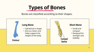 Carpal
bone
Femur
Long Bone
• Cylindrical in shape
• Acts as a lever and
helps support the
weight of the body
Short Bone
• Small and
compact
• Designed for
strength and
stability
Bones are classified according to their shapes.
Types of Bones
8
 