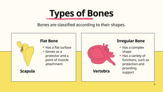 Scapula Vertebra
Flat Bone
• Has a flat surface
• Serves as a
protector and a
point of muscle
attachment
Irregular Bone
• Has a complex
shape
• Has a variety of
functions, such as
protection and
providing
support
Bones are classified according to their shapes.
Types of Bones
9
 
