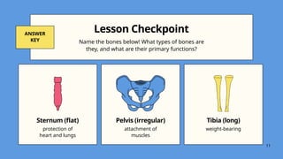 Lesson Checkpoint
Name the bones below! What types of bones are
they, and what are their primary functions?
ANSWER
KEY
Sternum (flat)
protection of
heart and lungs
Pelvis (irregular)
attachment of
muscles
Tibia (long)
weight-bearing
11
 