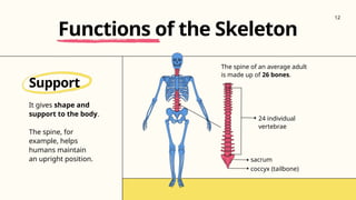 The spine of an average adult
is made up of 26 bones.
coccyx (tailbone)
sacrum
24 individual
vertebrae
Support
It gives shape and
support to the body.
The spine, for
example, helps
humans maintain
an upright position.
Functions of the Skeleton
12
 