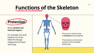 Protection
Bones protect our
internal organs.
For example, the skull
protects our brain,
while the ribcage
safeguards the heart
and lungs.
Functions of the Skeleton
The human skull consists
of 22 bones fused together.
These bones cannot move
except for the mandible
(lower jaw).
13
 