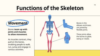 Movement
Bones team up with
joints and muscles
to allow movement.
As muscles contract, they
pull on the bones,
enabling people to walk,
run, jump and engage in
various activities.
Functions of the Skeleton
Bones in the
elbows and knees
are joined by
flexible joints.
These joints allow
the bones to glide,
swing or rotate.
14
 