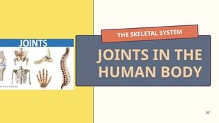 20
THE SKELETAL SYSTEM
JOINTS IN THE
HUMAN BODY
 
