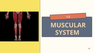 20
1.2
MUSCULAR
SYSTEM
 