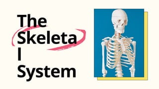 The
Skeleta
l
System
 