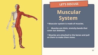 20
LET’S DISCUSS
Muscular system is made of muscles.
 Muscles are thick, stretchy bands that
cover our skeleton.
Muscles are attached to the bones and pull
on them to make them move.
Muscular
System
 