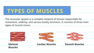 TYPES OF MUSCLES
The muscular system is a complex network of tissues responsible for
movement, stability, and various bodily functions. It consists of three main
types of muscle tissue.
Skeletal
Muscles
Cardiac Muscles Smooth Muscles
 