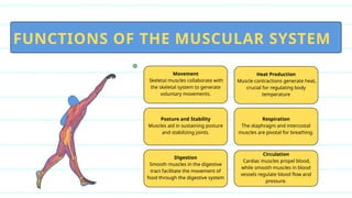 FUNCTIONS OF THE MUSCULAR SYSTEM
Heat Production
Muscle contractions generate heat,
crucial for regulating body
temperature
Posture and Stability
Muscles aid in sustaining posture
and stabilizing joints.
Movement
Skeletal muscles collaborate with
the skeletal system to generate
voluntary movements.
Circulation
Cardiac muscles propel blood,
while smooth muscles in blood
vessels regulate blood flow and
pressure.
Digestion
Smooth muscles in the digestive
tract facilitate the movement of
food through the digestive system
Respiration
The diaphragm and intercostal
muscles are pivotal for breathing.
 