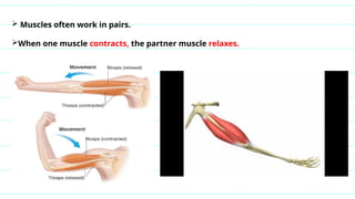  Muscles often work in pairs.
When one muscle contracts, the partner muscle relaxes.
 