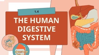 THE HUMAN
DIGESTIVE
SYSTEM
1.4
 