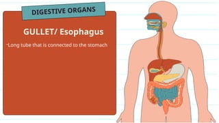 DIGESTIVE ORGANS
-Long tube that is connected to the stomach
GULLET/ Esophagus
 
