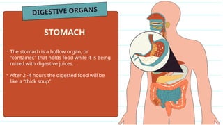 DIGESTIVE ORGANS
- The stomach is a hollow organ, or
"container," that holds food while it is being
mixed with digestive juices.
- After 2 -4 hours the digested food will be
like a “thick soup”
STOMACH
 