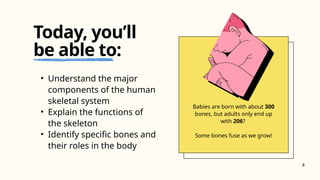 Babies are born with about 300
bones, but adults only end up
with 206?
Some bones fuse as we grow!
• Understand the major
components of the human
skeletal system
• Explain the functions of
the skeleton
• Identify specific bones and
their roles in the body
Today, you’ll
be able to:
4
 
