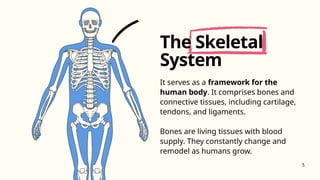 It serves as a framework for the
human body. It comprises bones and
connective tissues, including cartilage,
tendons, and ligaments.
Bones are living tissues with blood
supply. They constantly change and
remodel as humans grow.
The Skeletal
System
5
 