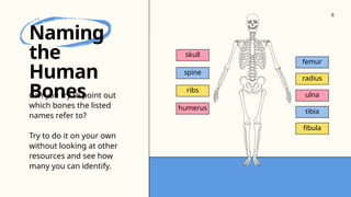 skull
ribs
humerus
radius
ulna
femur
tibia
fibula
spine
Can you try to point out
which bones the listed
names refer to?
Try to do it on your own
without looking at other
resources and see how
many you can identify.
Naming
the
Human
Bones
6
 