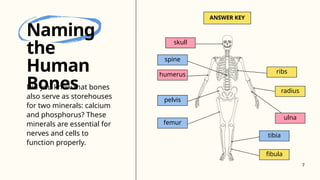 skull
ANSWER KEY
spine
humerus
pelvis
femur
ribs
radius
ulna
tibia
fibula
Naming
the
Human
Bones
Did you know that bones
also serve as storehouses
for two minerals: calcium
and phosphorus? These
minerals are essential for
nerves and cells to
function properly.
7
 